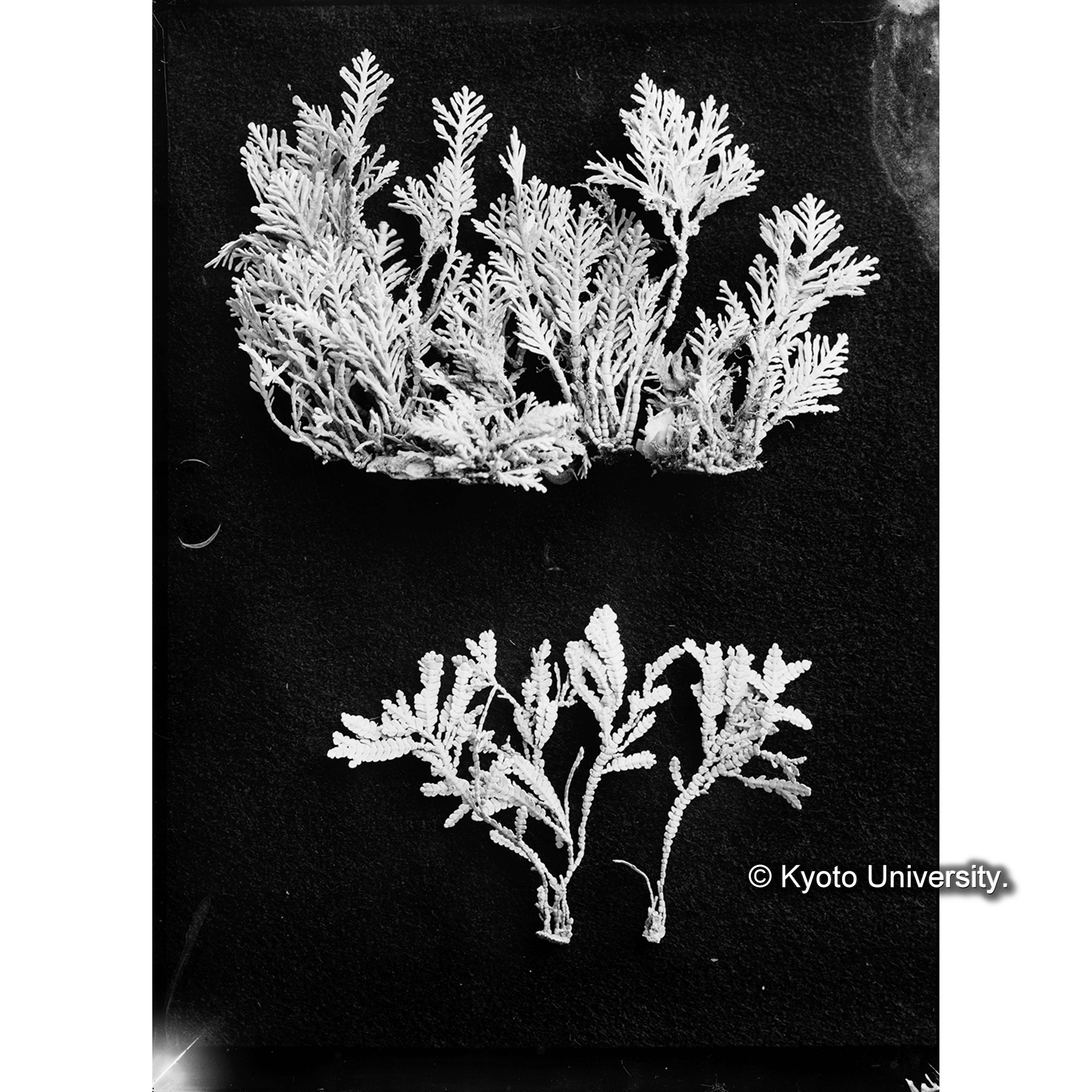 Corallina officinalis var. chilensis Kg / Cheilosporum californicum Yendo / Port Renfrew (4)