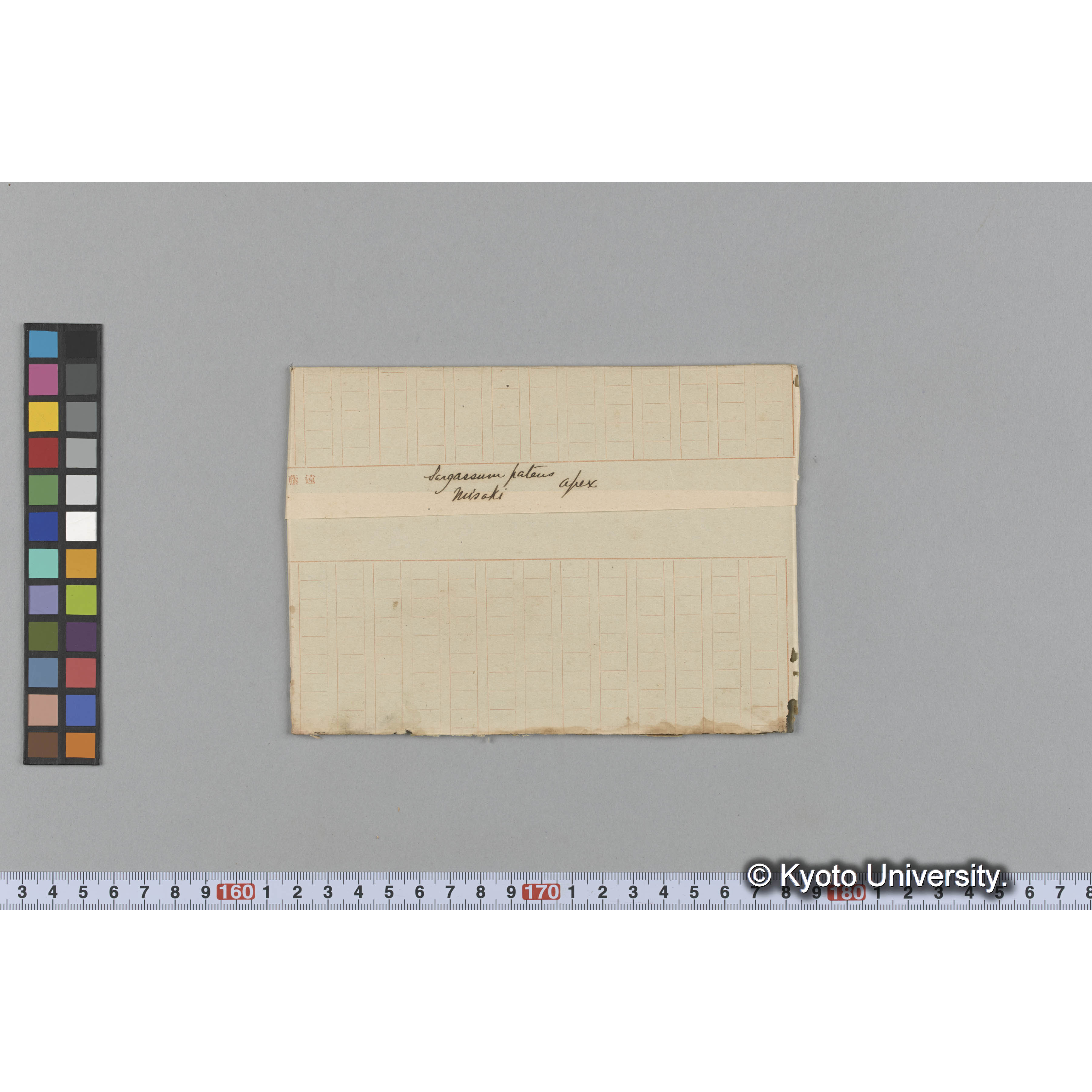 Sargassum pateus / apex / Misaki (1)