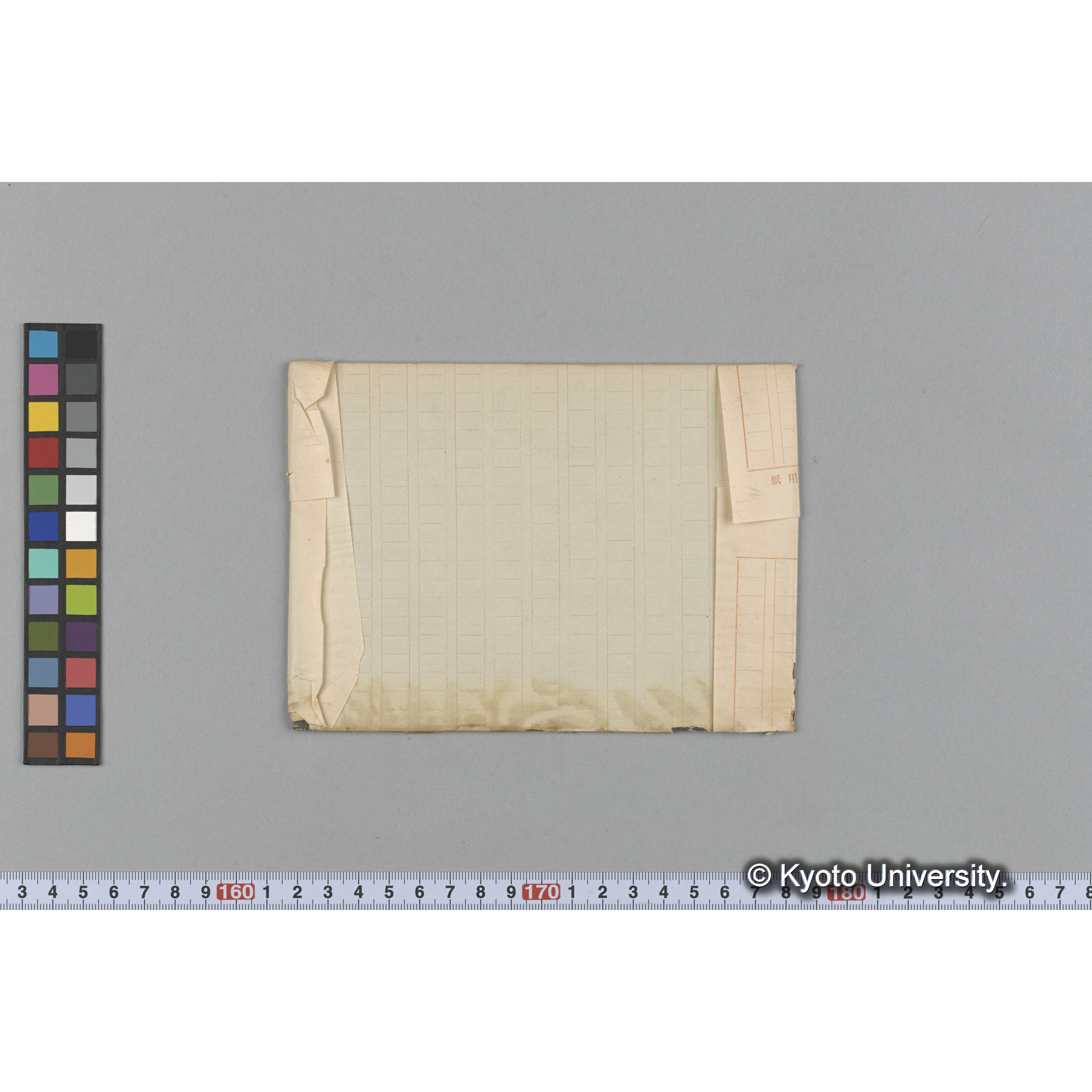 Sargassum pateus / apex / Misaki (2)