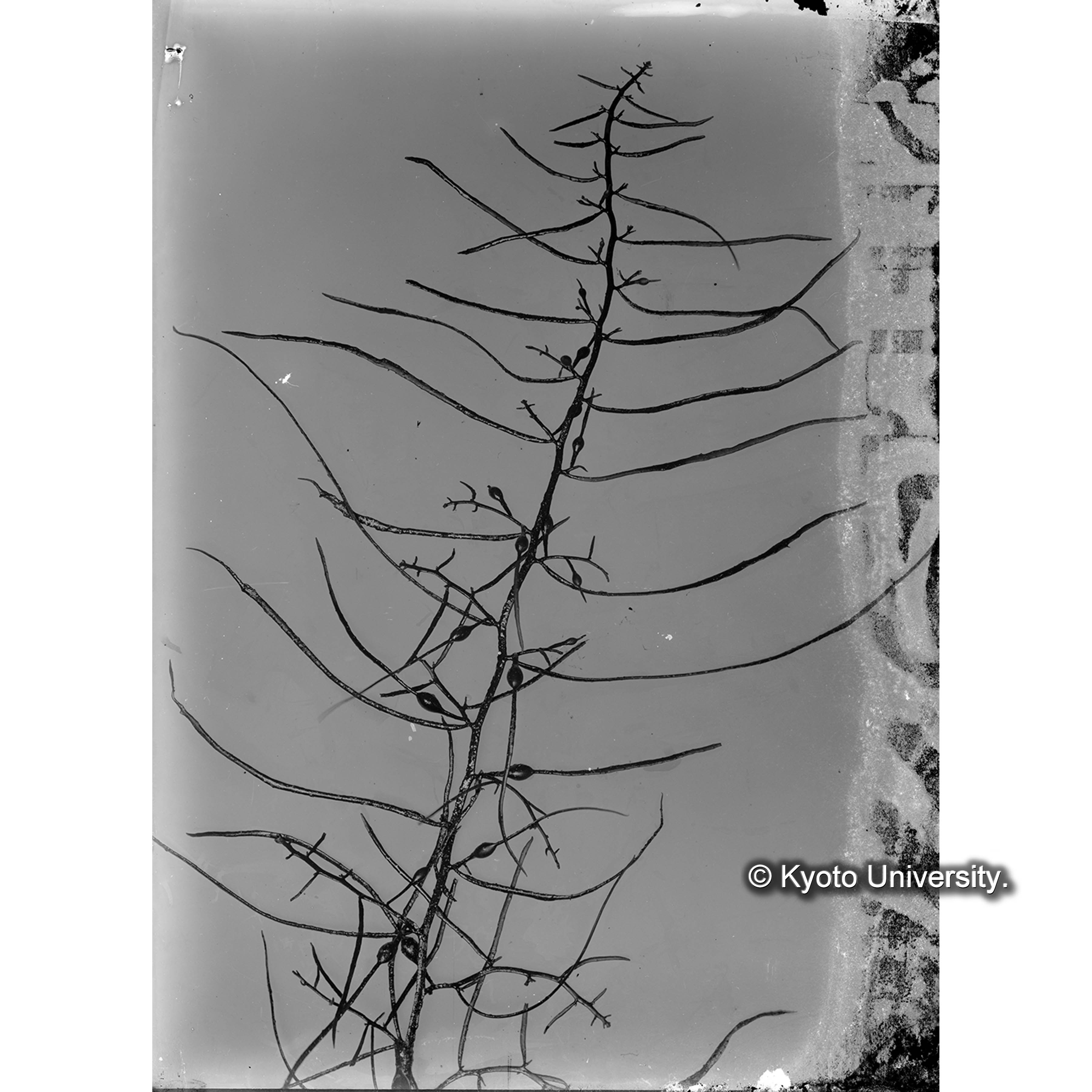 Sargassum pateus / apex / Misaki (4)