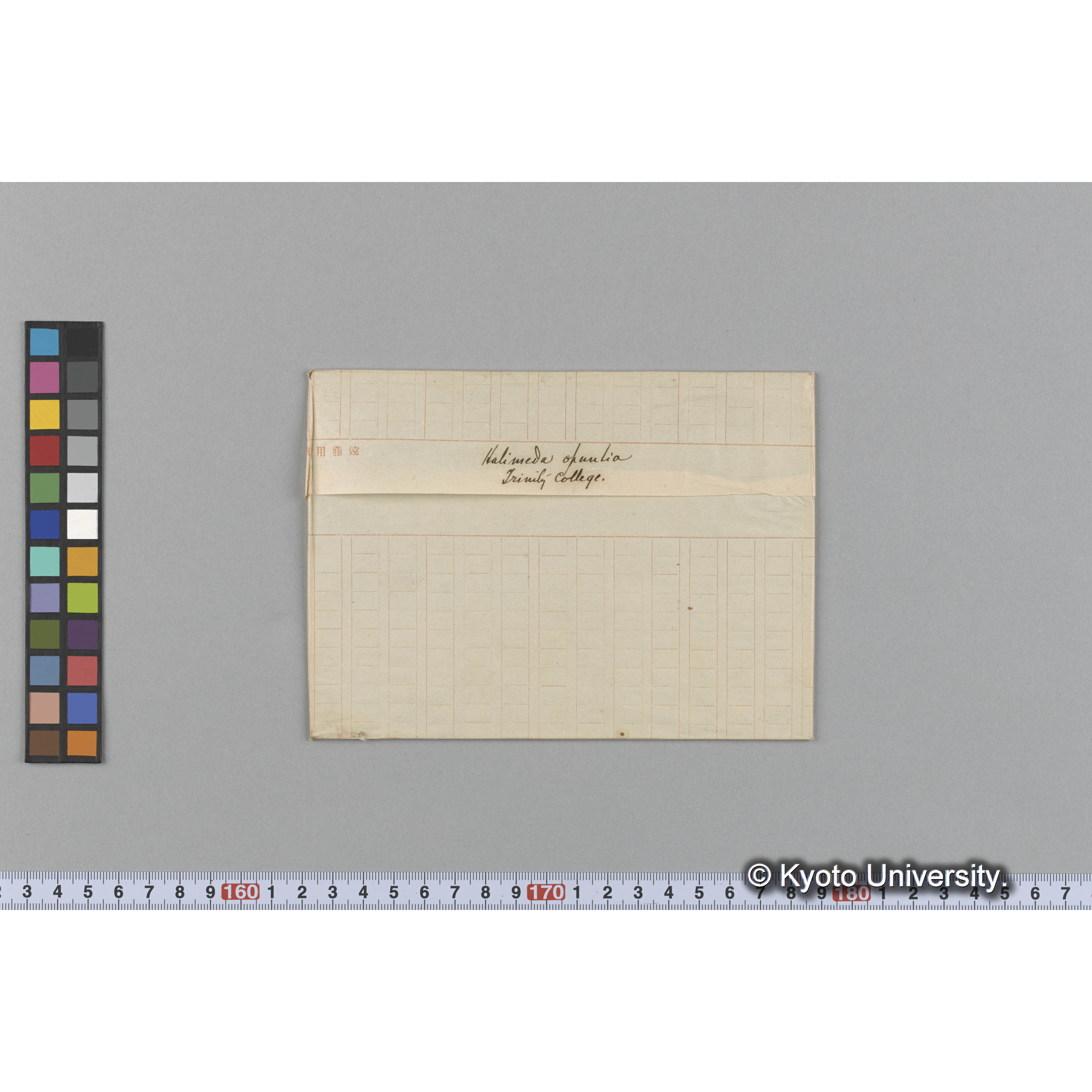 Halimeda opuntia / Trinity College. （写真帳番号 56） (1)