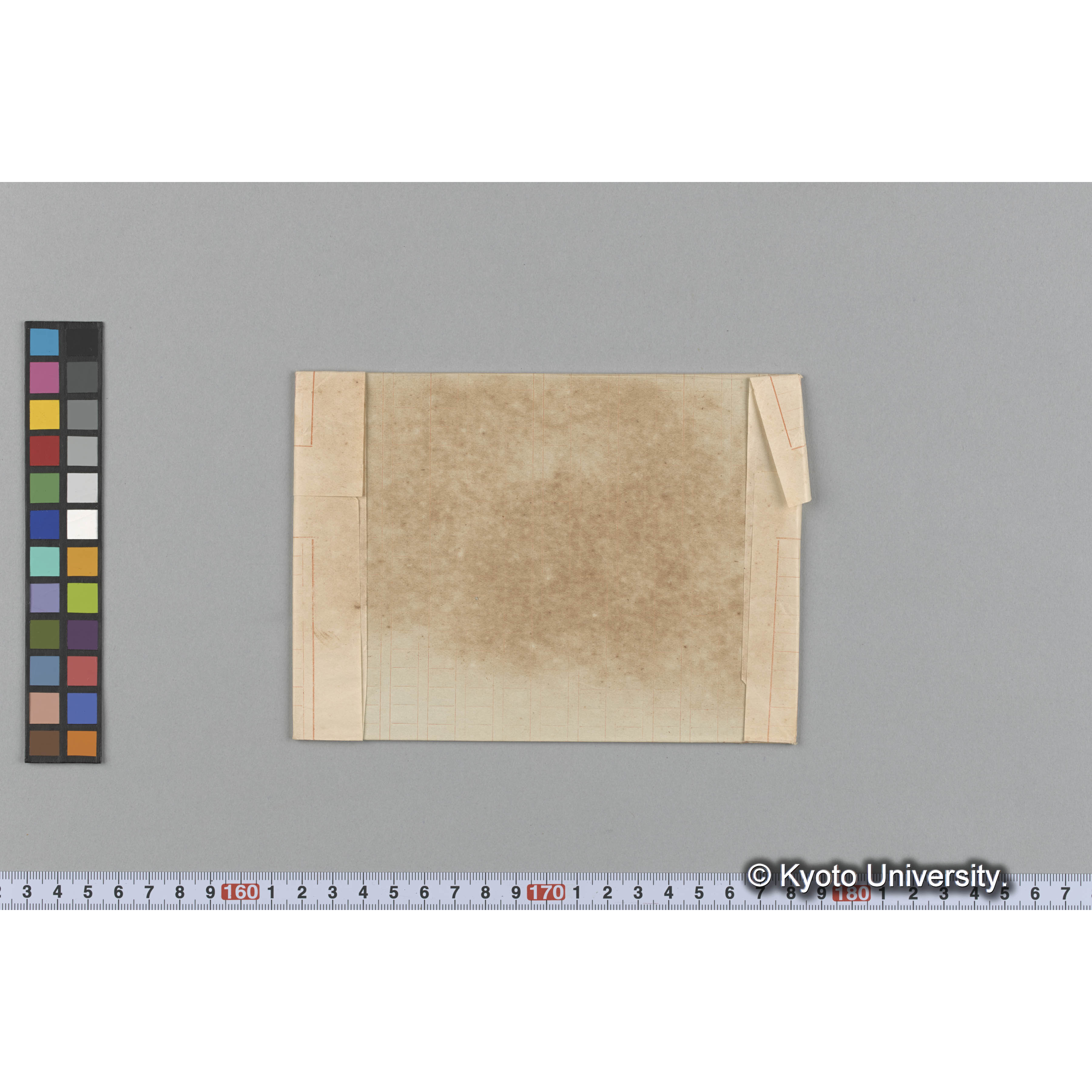 Halimeda opuntia / Trinity College. （写真帳番号 56） (2)