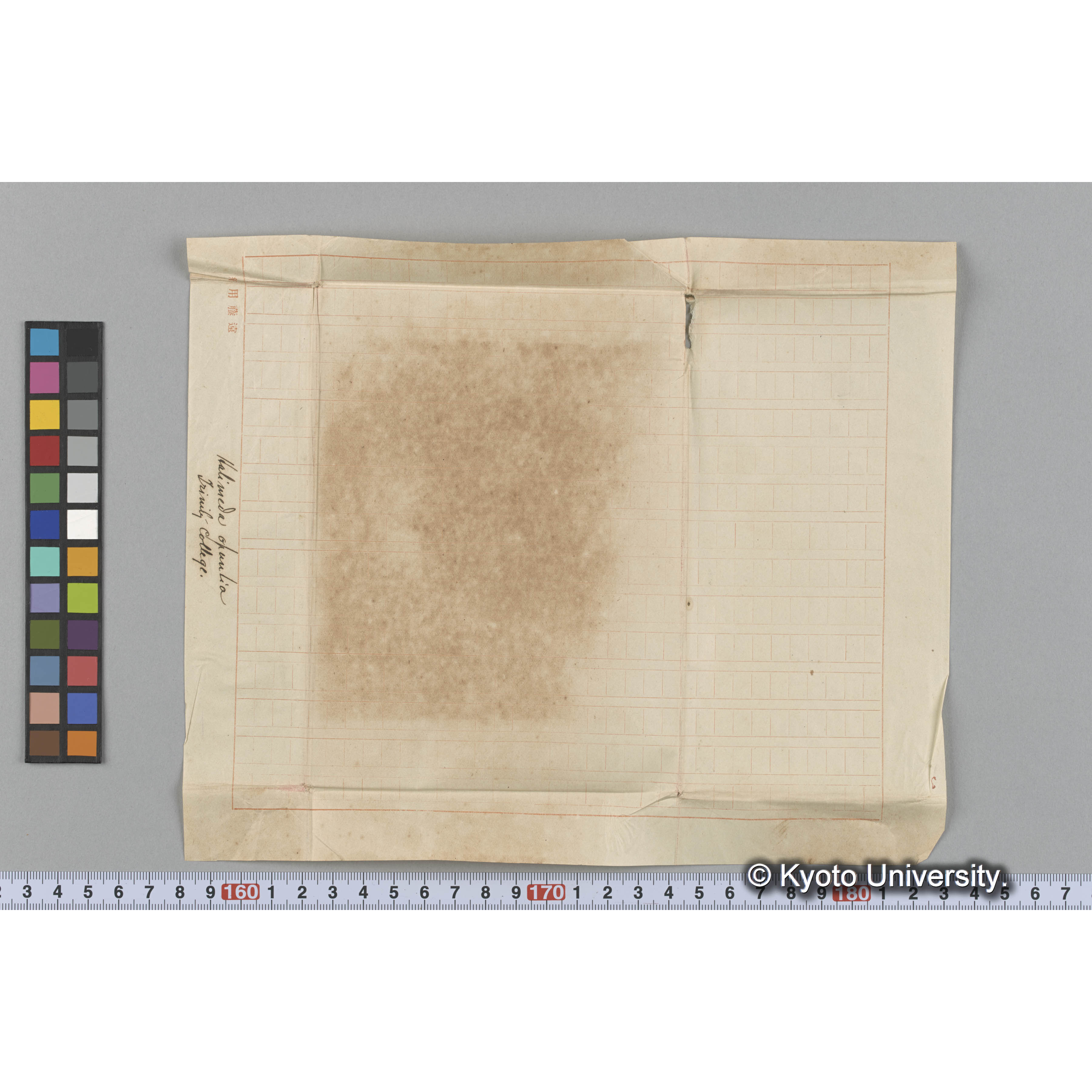 Halimeda opuntia / Trinity College. （写真帳番号 56） (3)