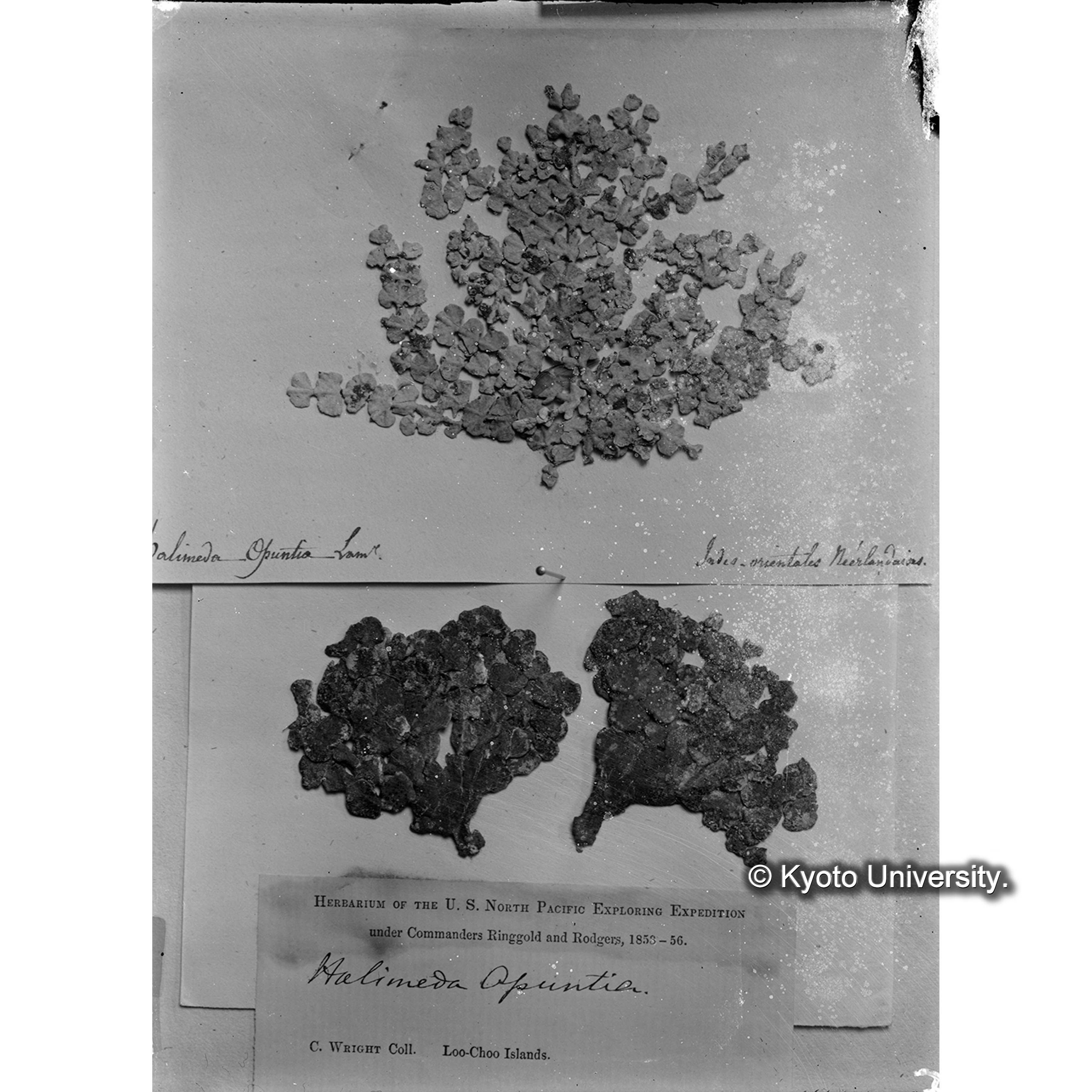 Halimeda opuntia / Trinity College. （写真帳番号 56） (4)