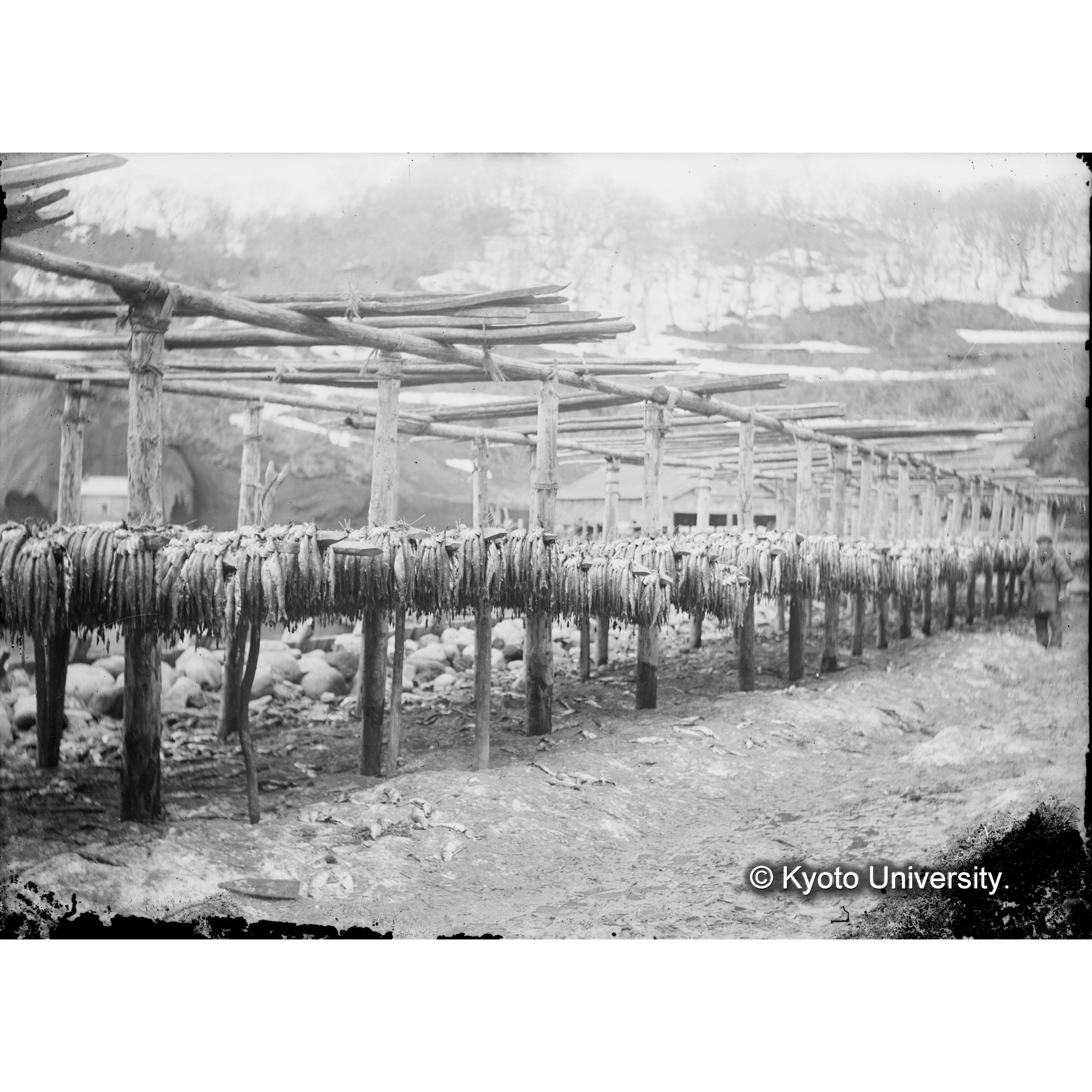 [ガラス乾板写真.](海産物加工風景ヵ.) (3)