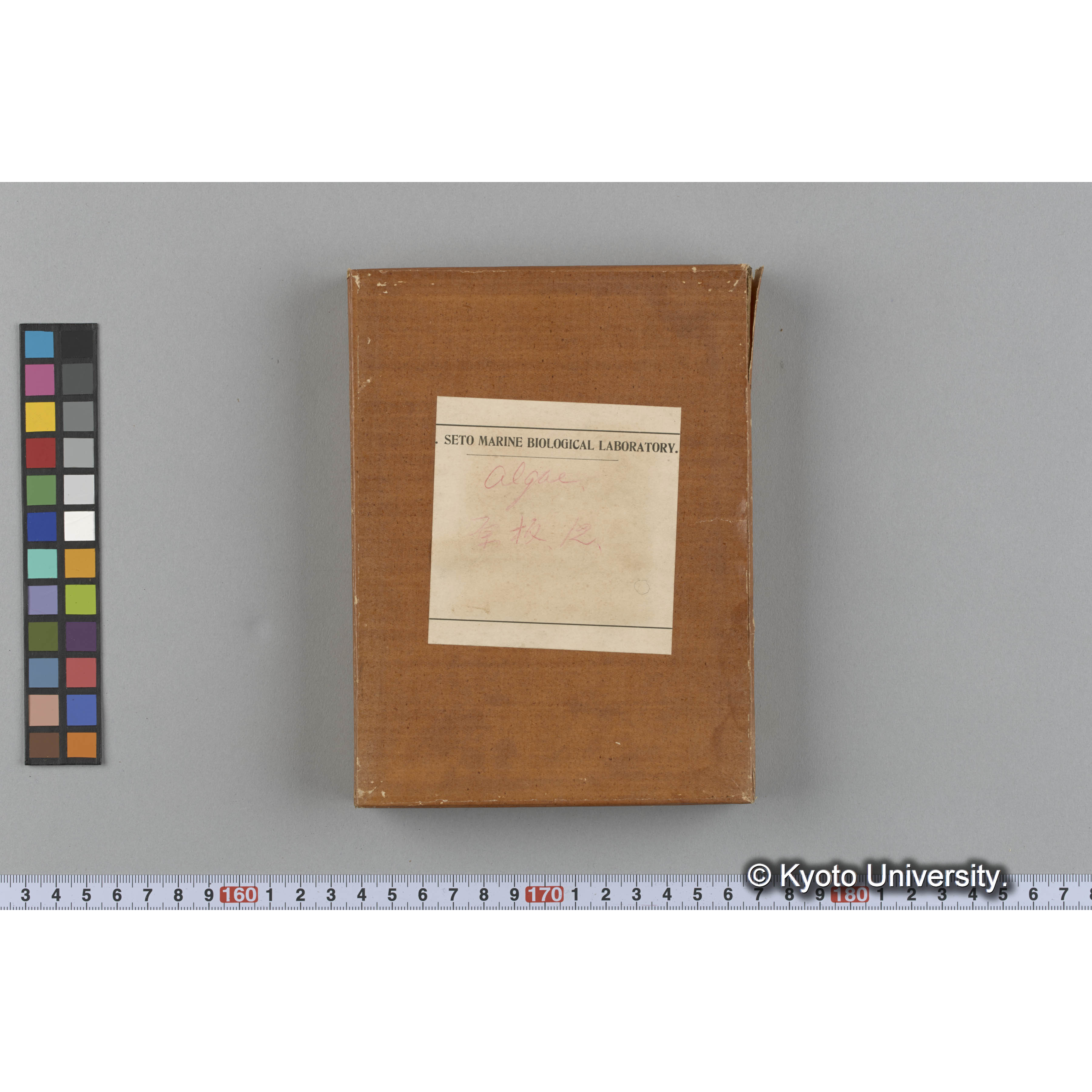 [ガラス乾板収納箱10.]algae, 原板12 (1)