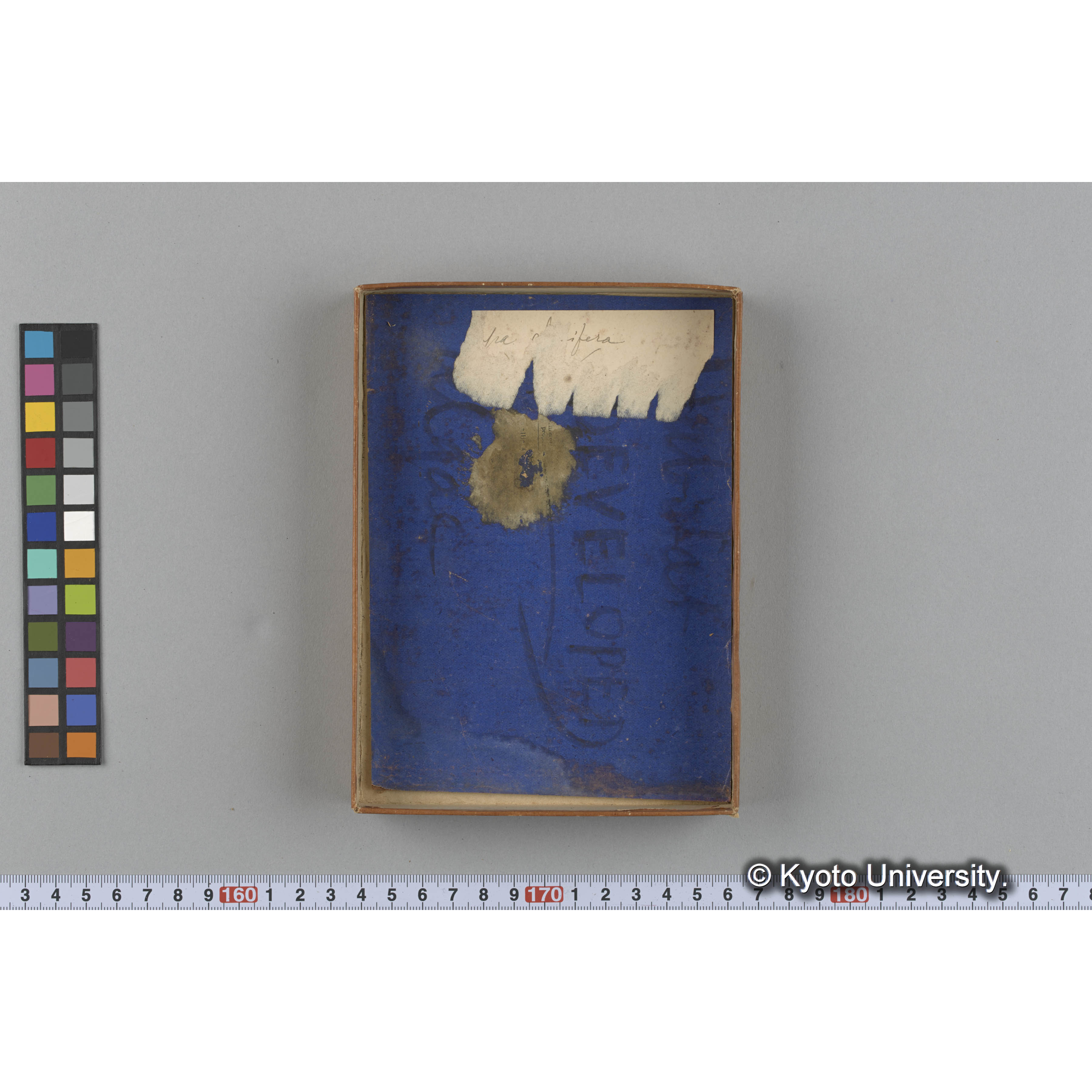 [ガラス乾板収納箱10.]algae, 原板12 (3)