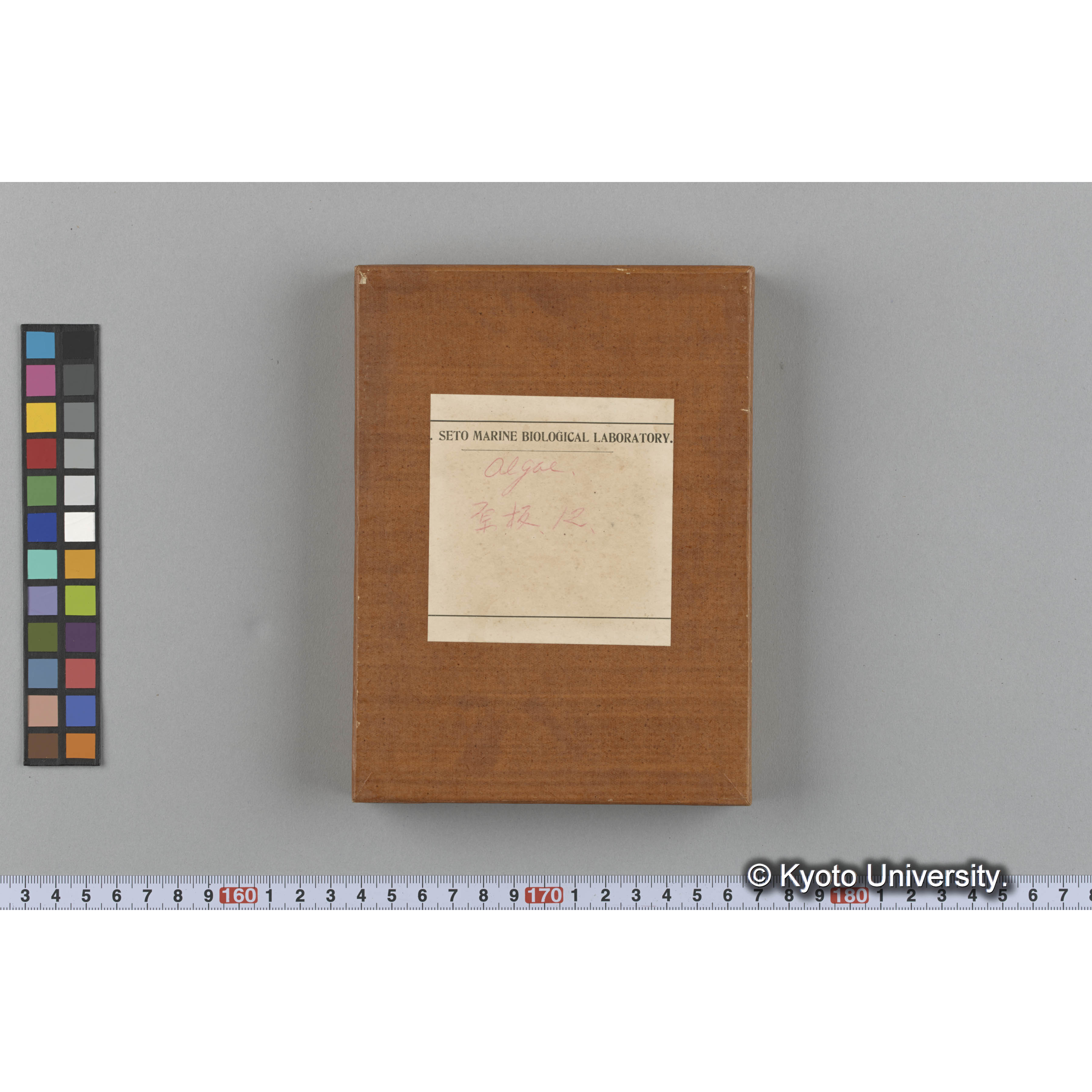 [ガラス乾板収納箱8.]algae, 原板12 (1)