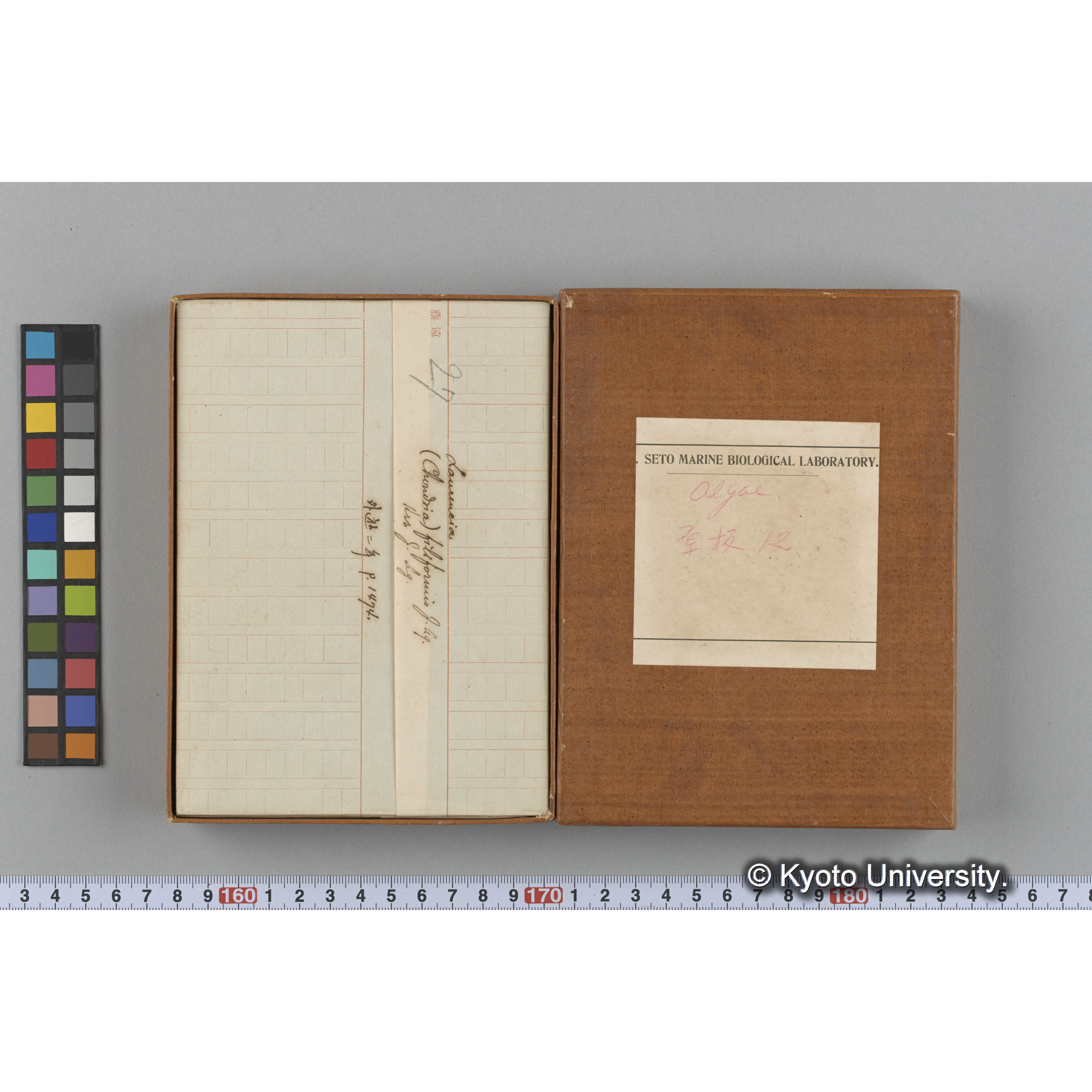 [ガラス乾板収納箱8.]algae, 原板12 (2)