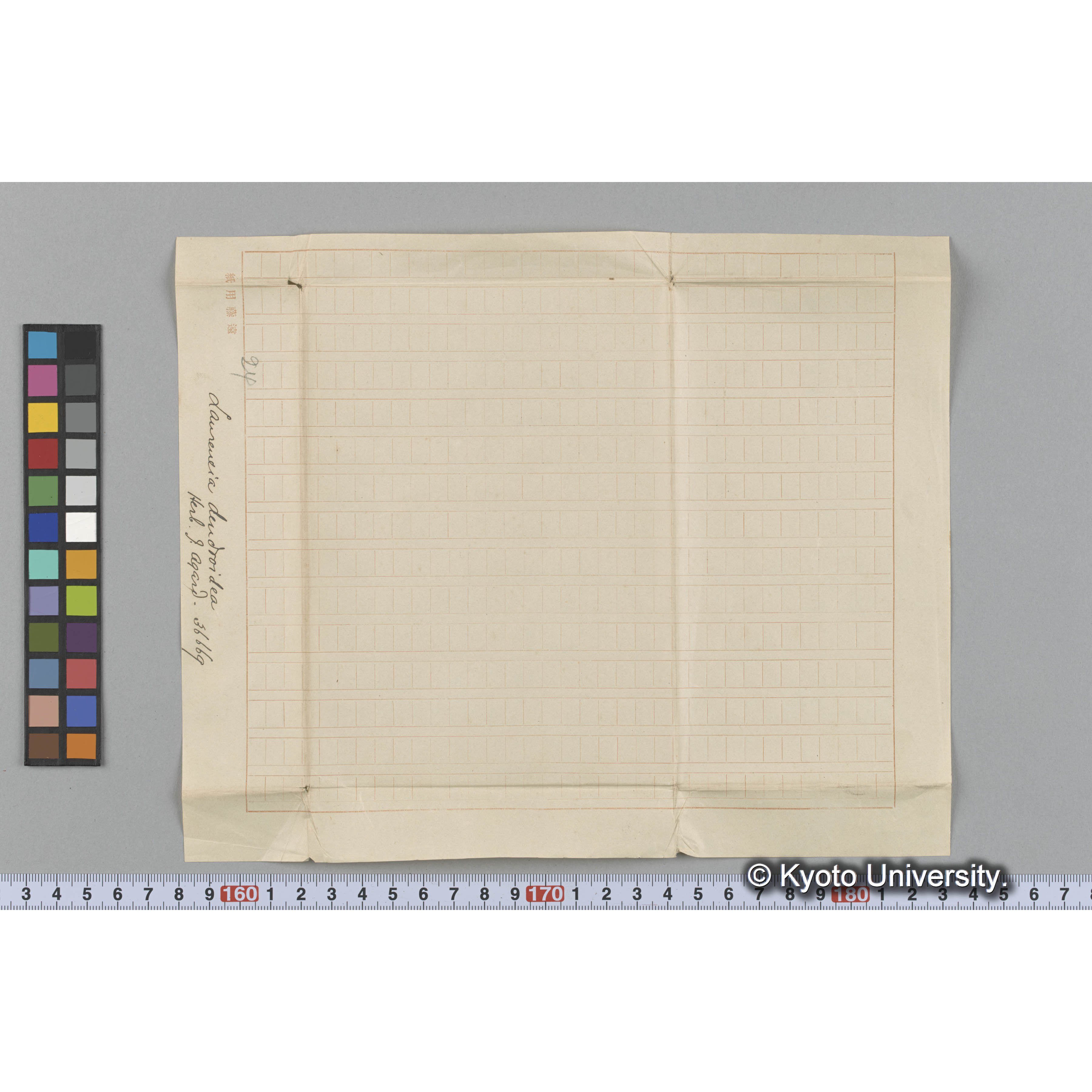 Laurencia dendroidea / Herb. J. Agard[h]. 36669 （写真帳番号 81） (3)