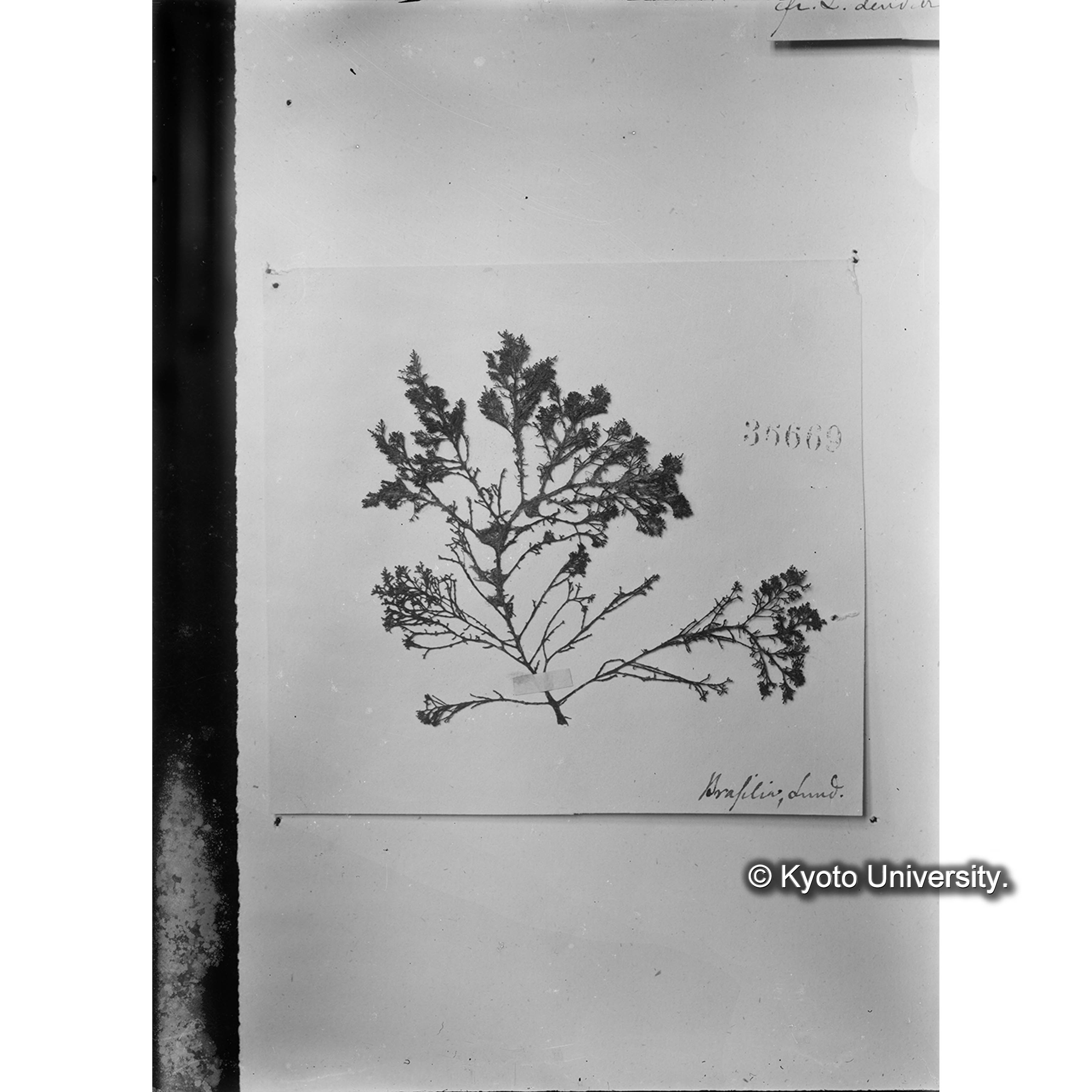 Laurencia dendroidea / Herb. J. Agard[h]. 36669 （写真帳番号 81） (4)