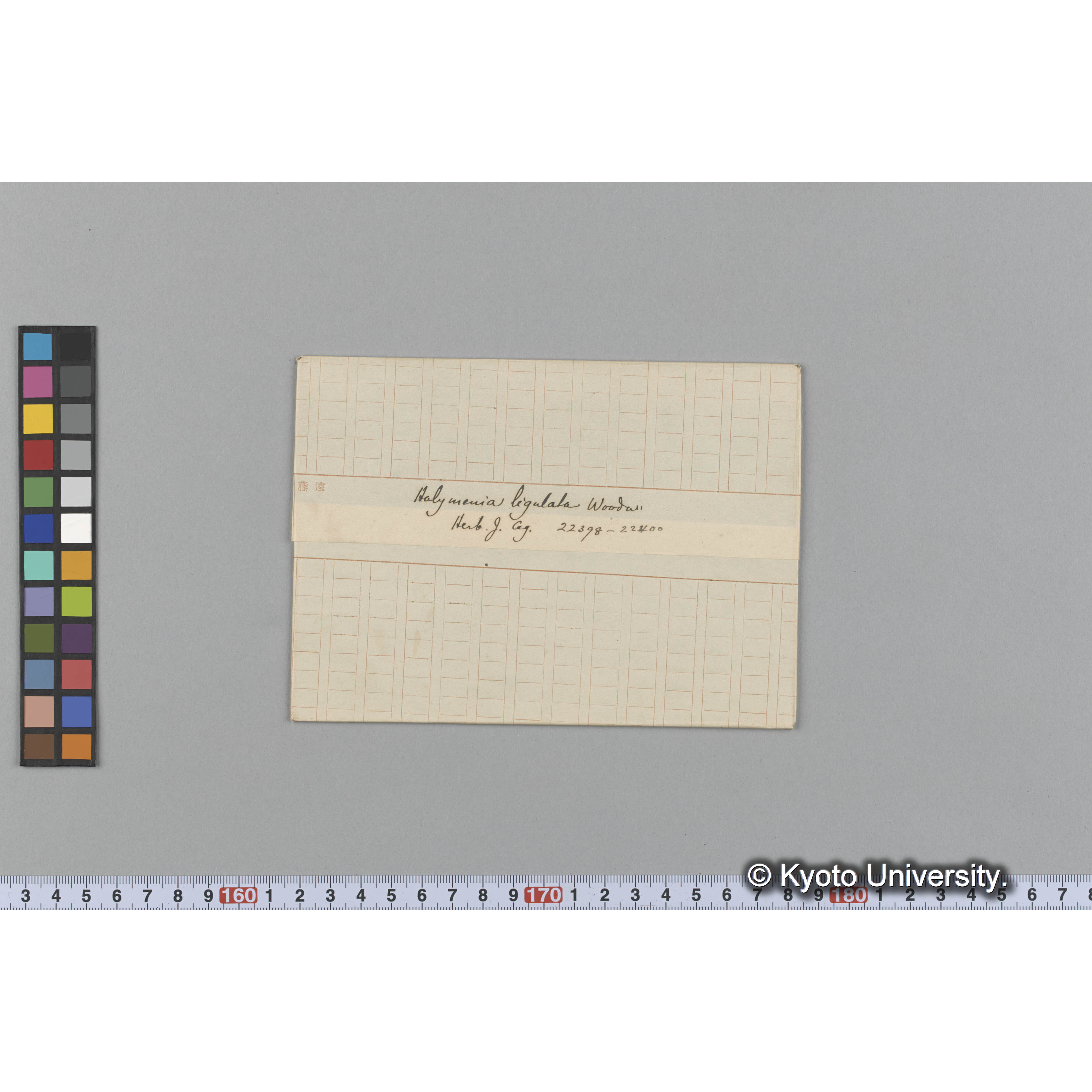 Halymenia ligulata Woodw. / Herb. J. Ag. 22398-22420 （写真帳番号 62） (1)