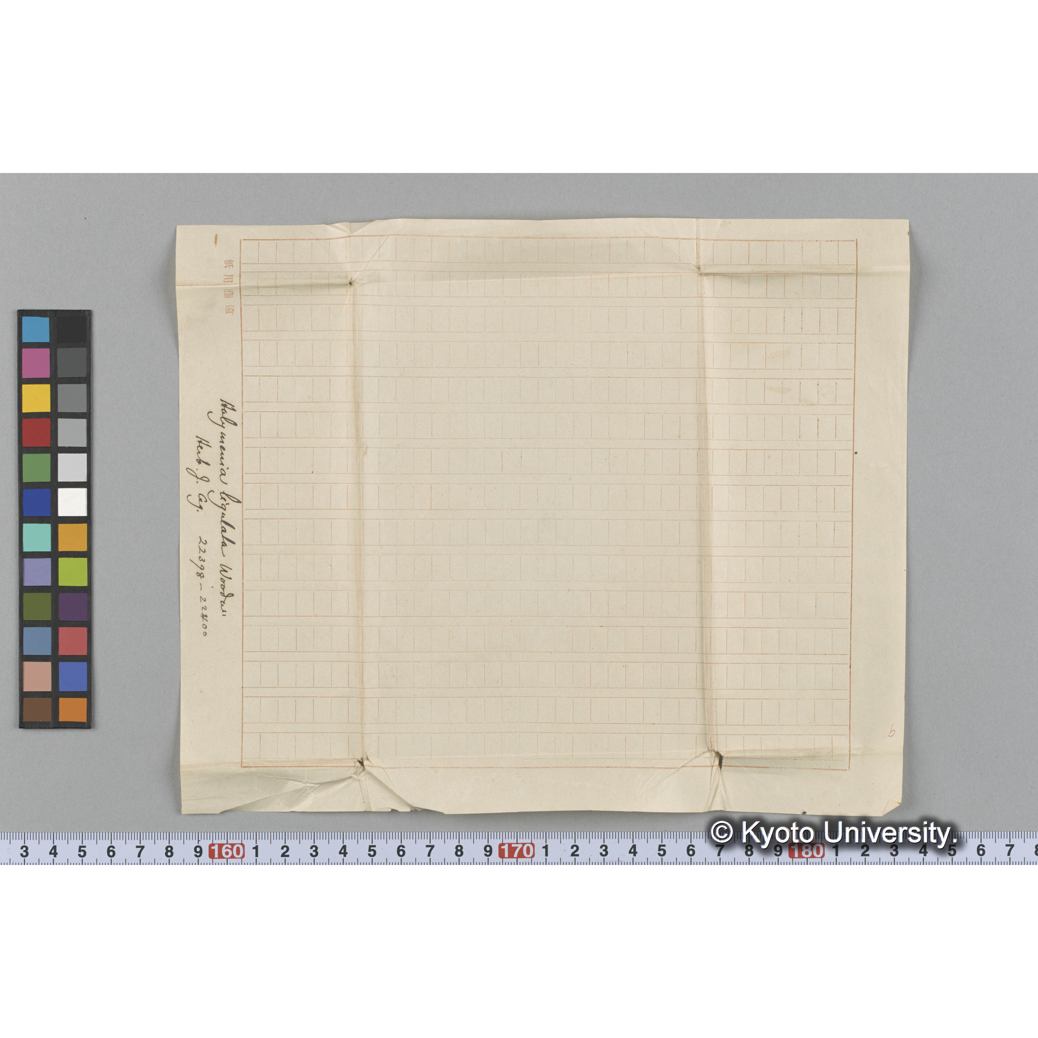 Halymenia ligulata Woodw. / Herb. J. Ag. 22398-22420 （写真帳番号 62） (3)