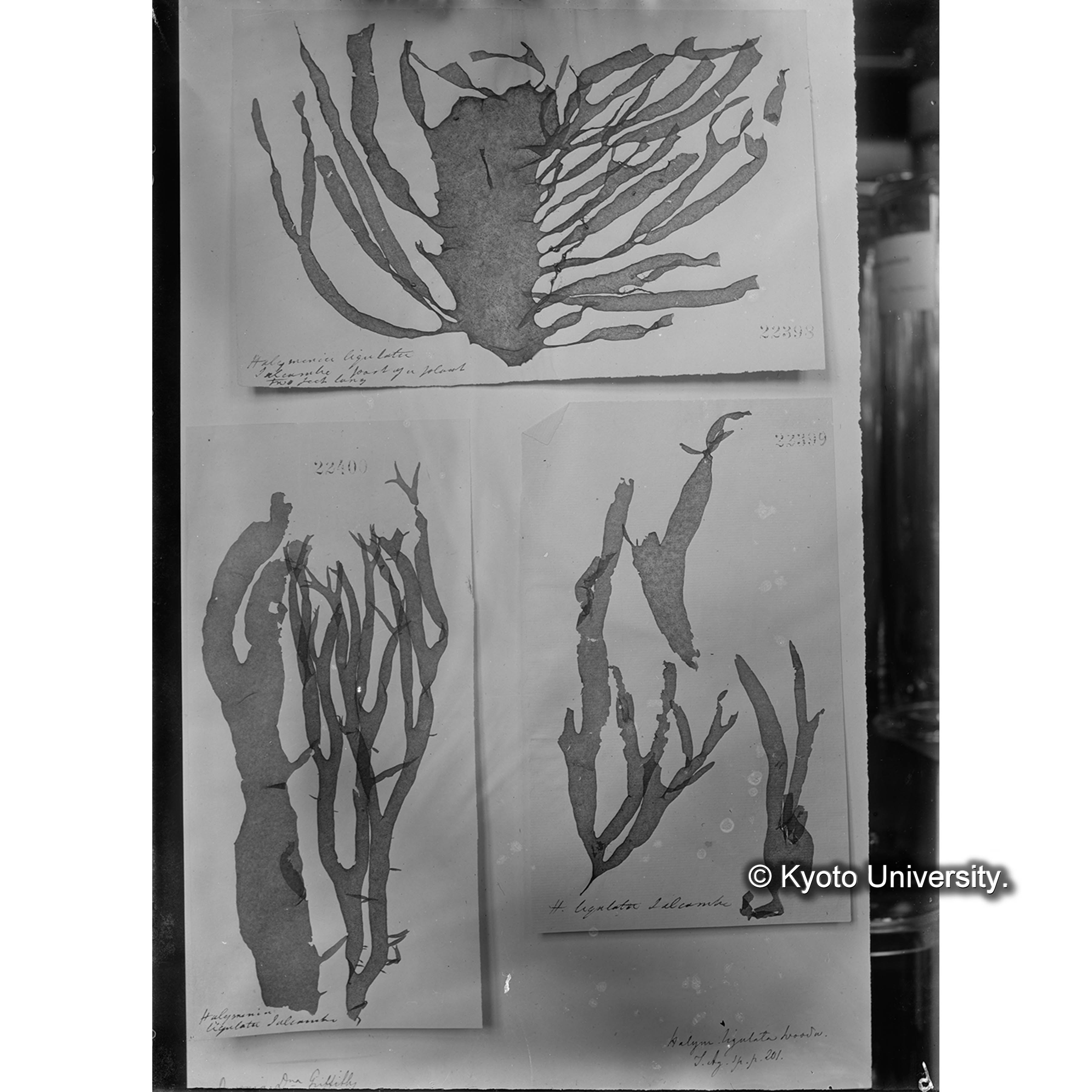 Halymenia ligulata Woodw. / Herb. J. Ag. 22398-22420 （写真帳番号 62） (4)