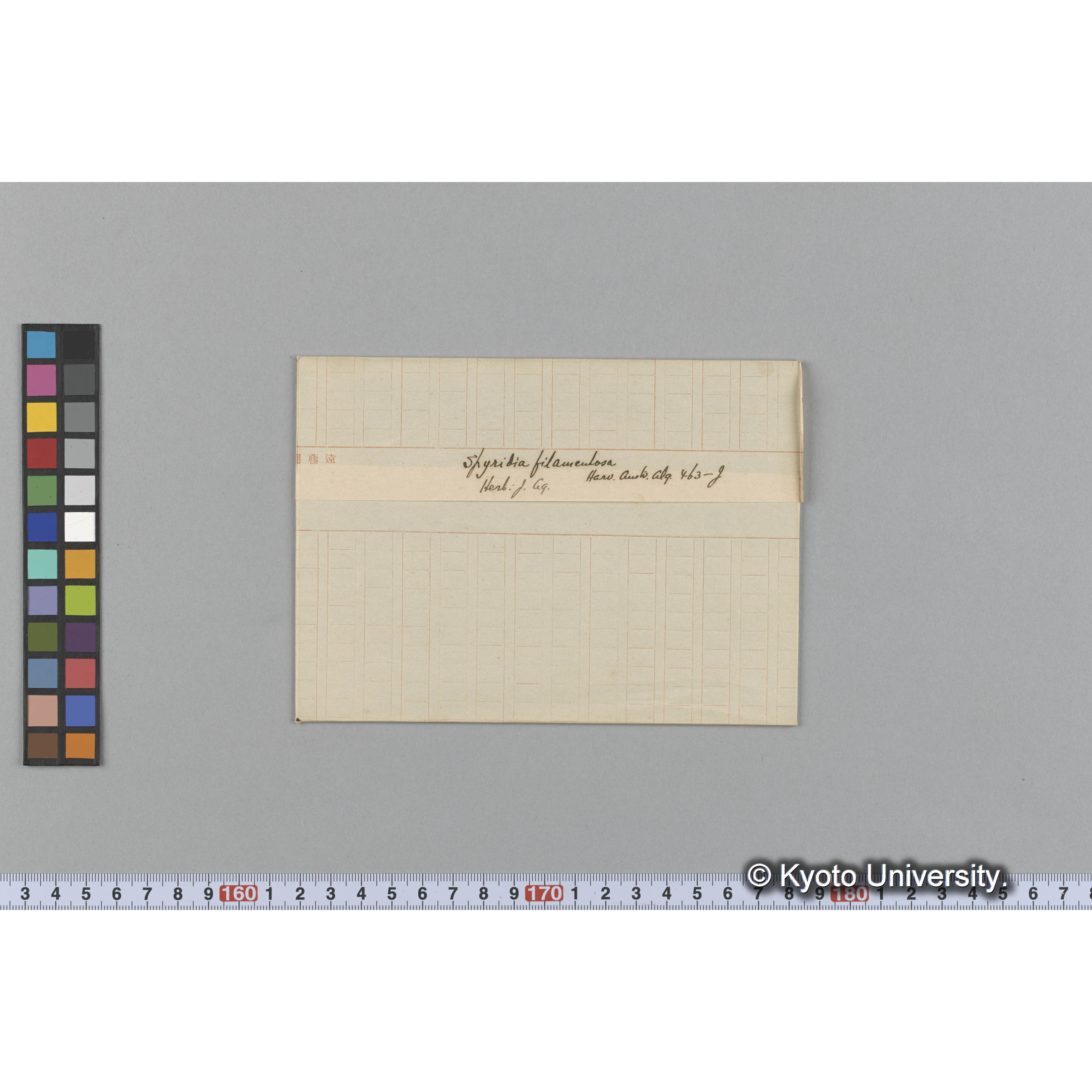 Spyridia filamentosa / Herb. J. Ag. / Harv. Austo. Alg. 463-g （写真帳番号 109） (1)