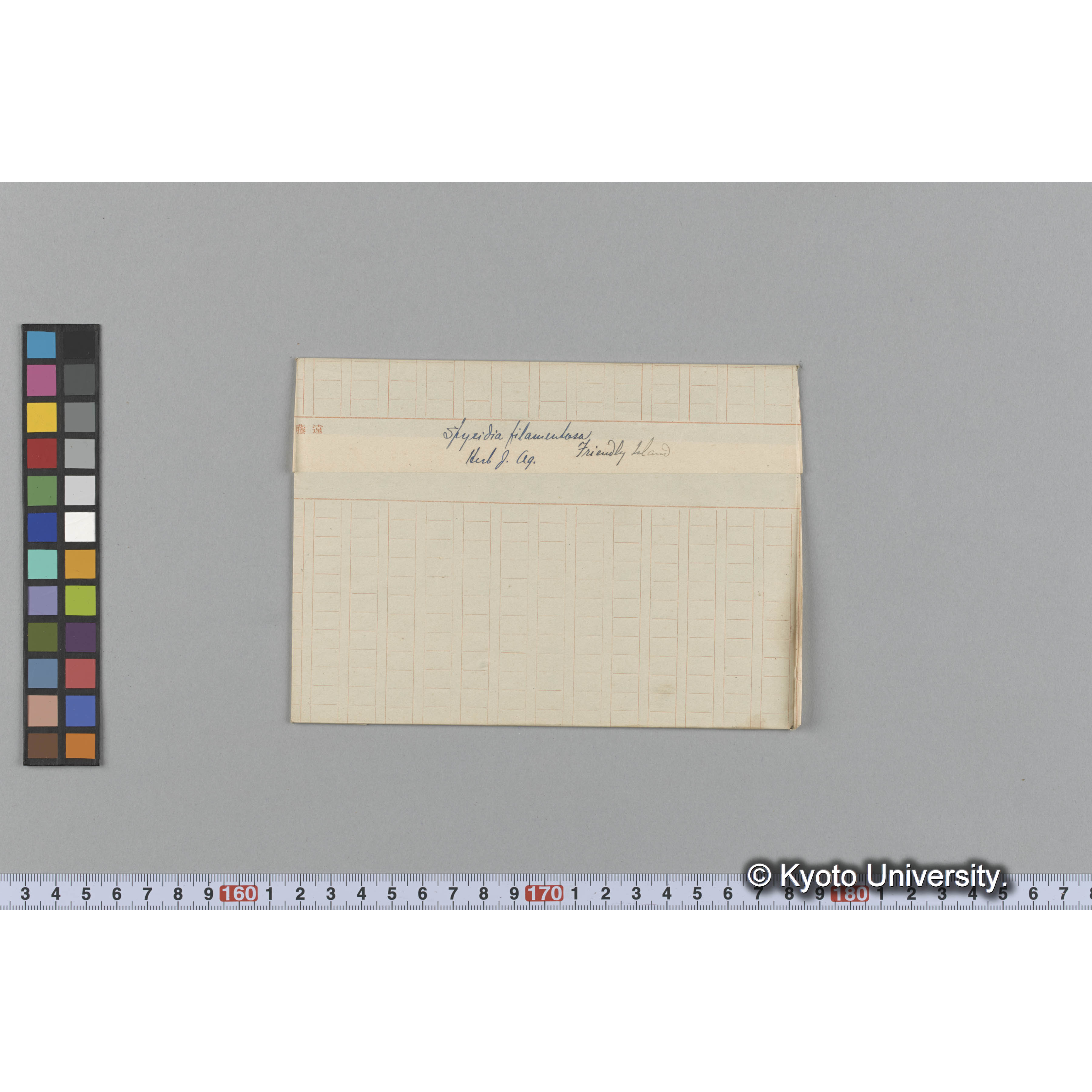 Spyridia filamentosa / Herb. J. Ag. / Friendly Island （写真帳番号 110） (1)