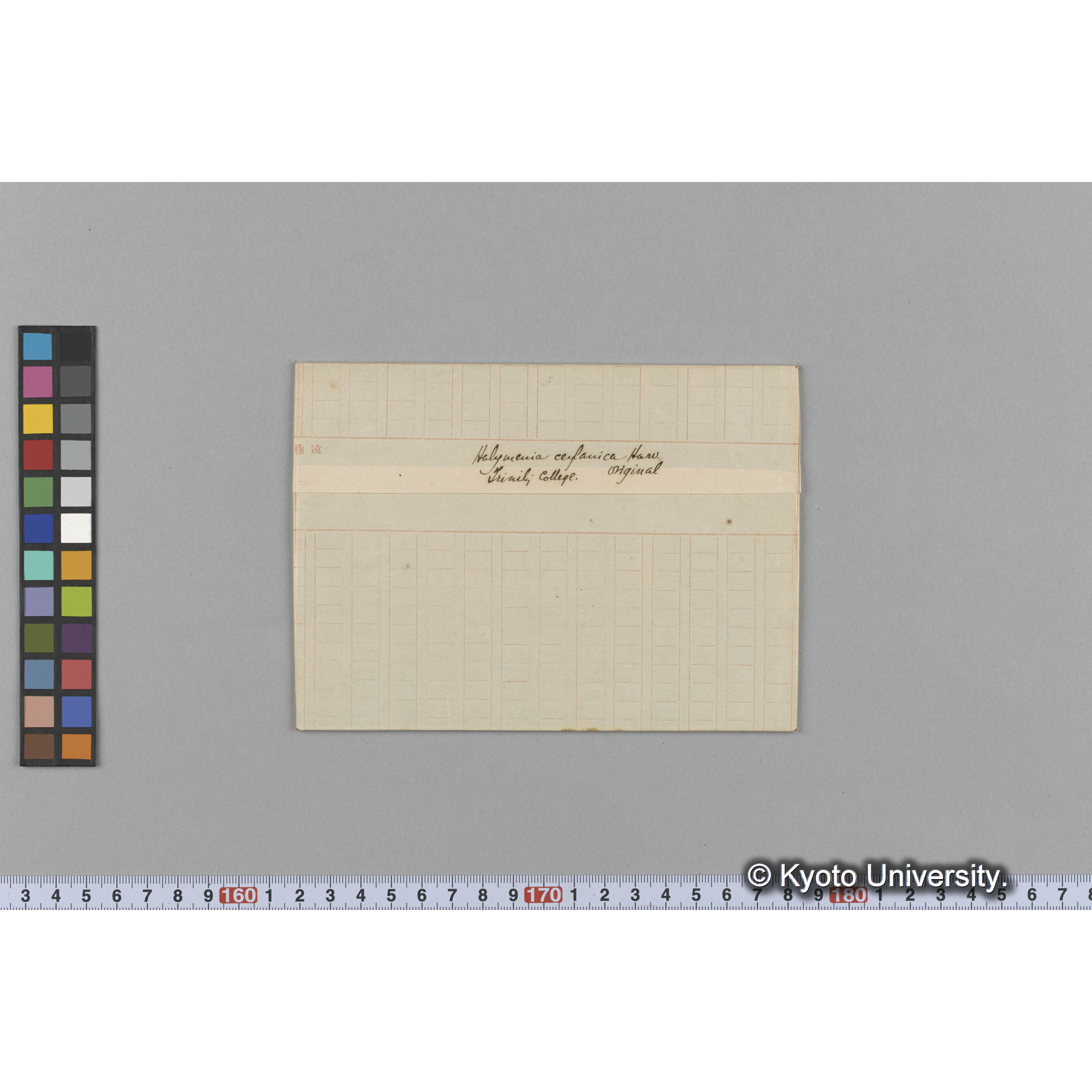 Halymenia ceylanica Harv. / Trinity College / Original. （写真帳番号 60） (1)