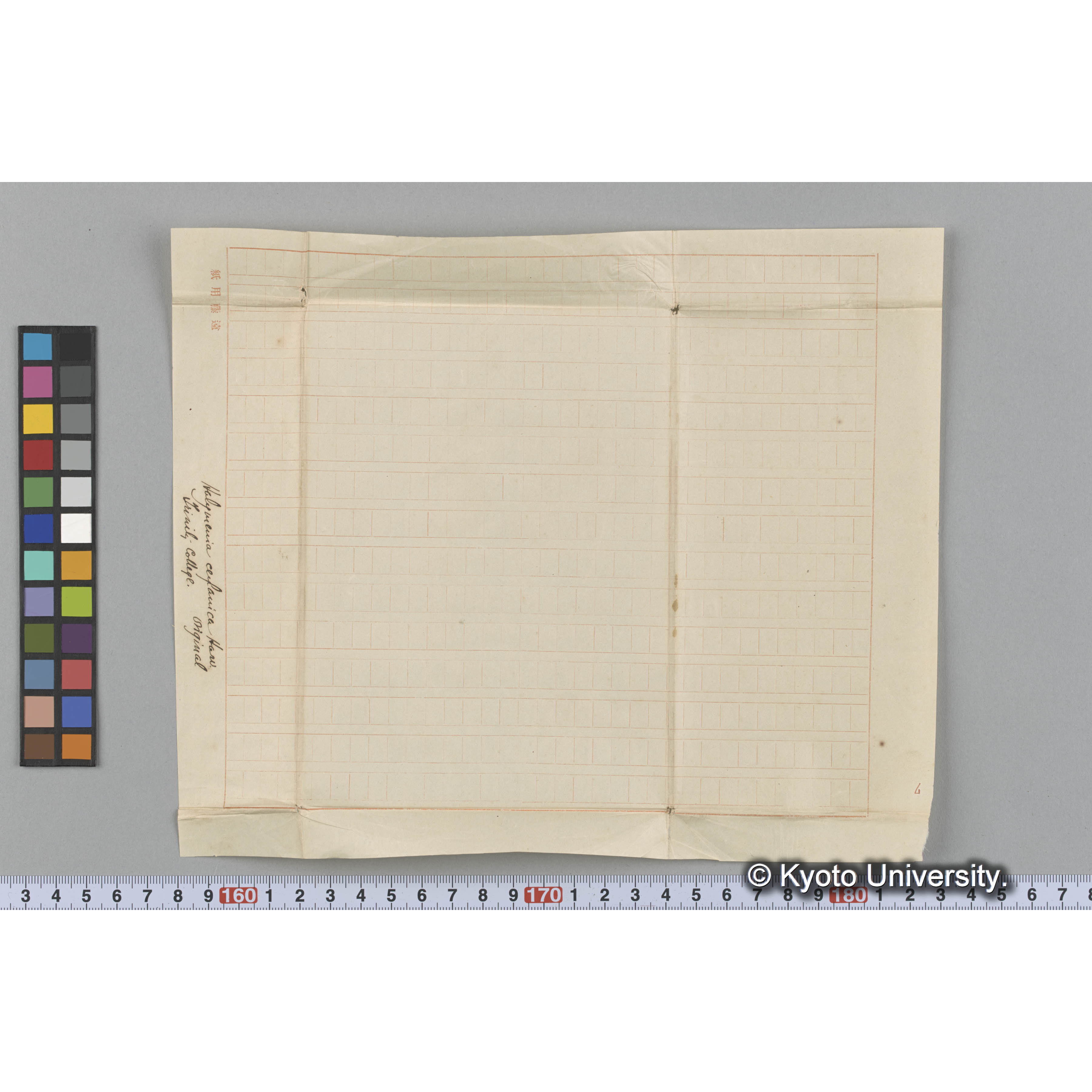 Halymenia ceylanica Harv. / Trinity College / Original. （写真帳番号 60） (3)