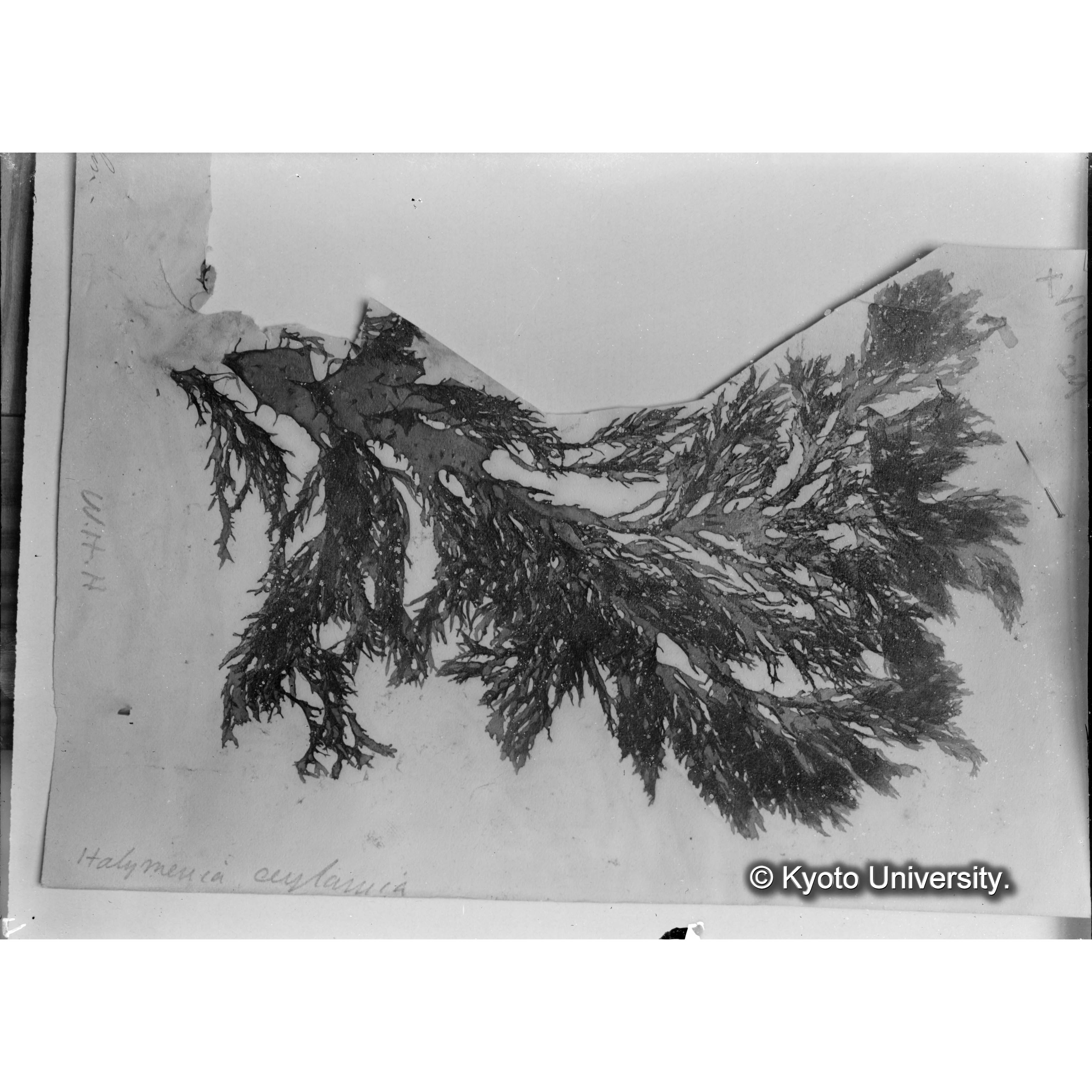 Halymenia ceylanica Harv. / Trinity College / Original. （写真帳番号 60） (4)