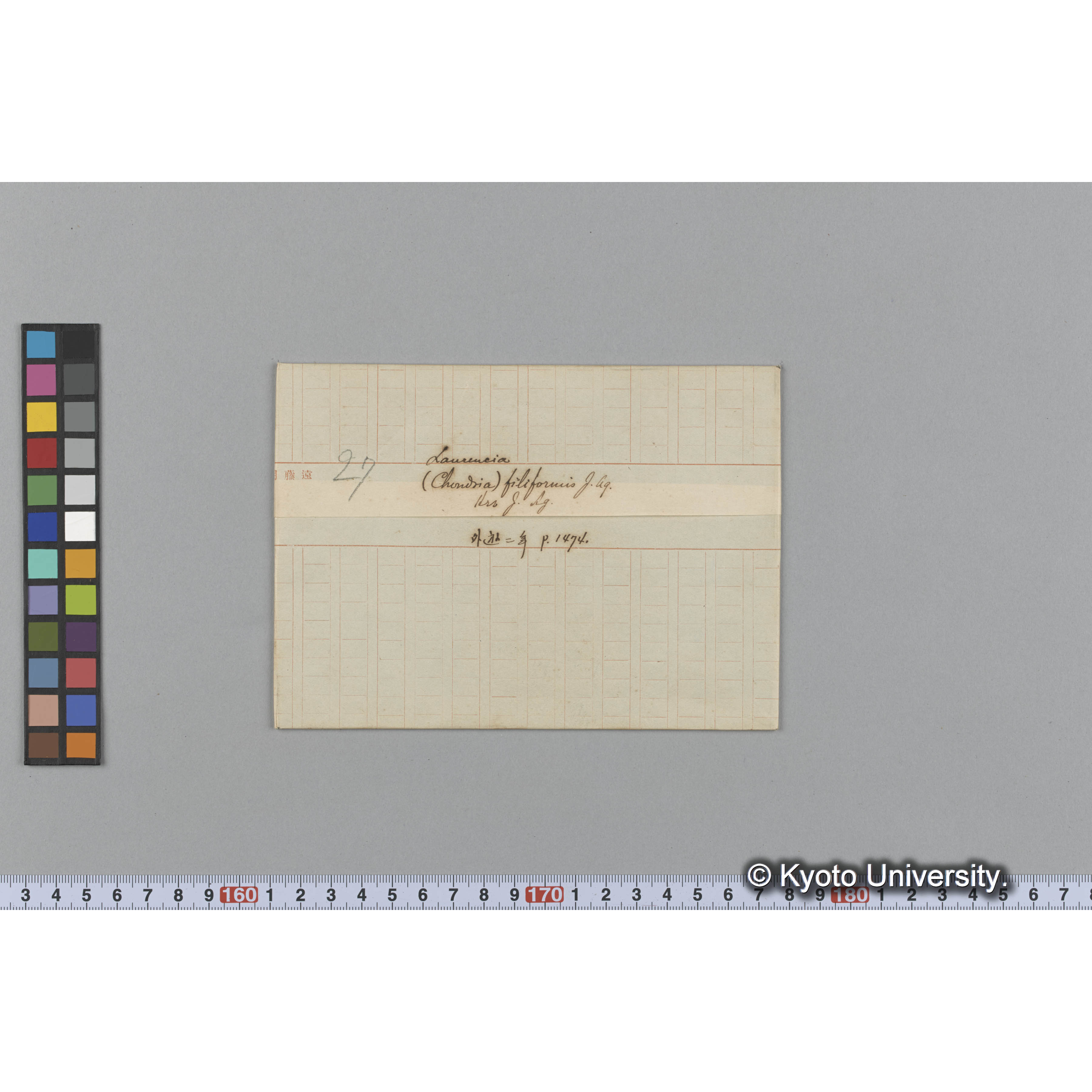 Laurencia (Chondria) filiformis J. Ag. / Herb. J. Ag. / 外遊二年　p.1474 （写真帳番号 83） (1)