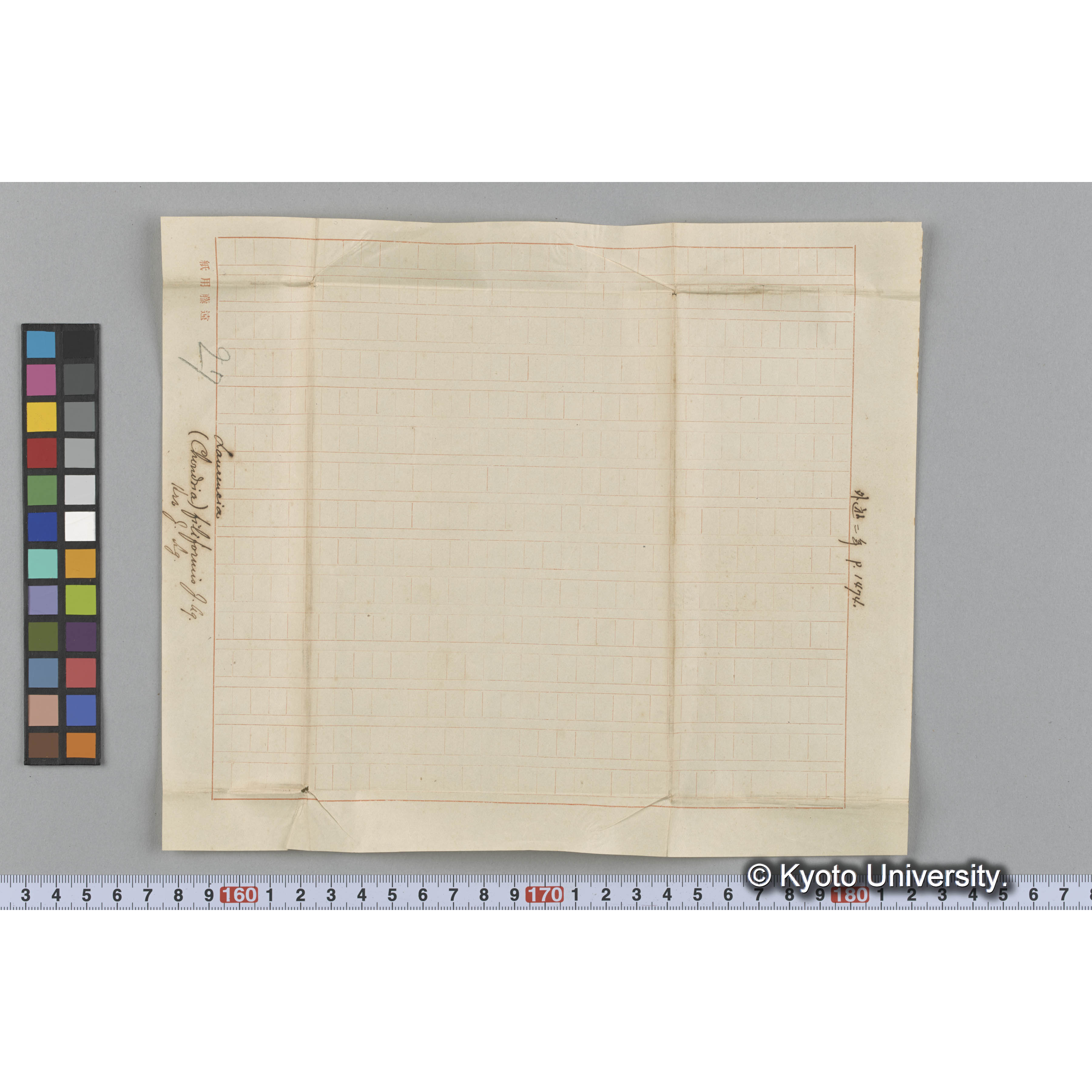 Laurencia (Chondria) filiformis J. Ag. / Herb. J. Ag. / 外遊二年　p.1474 （写真帳番号 83） (3)