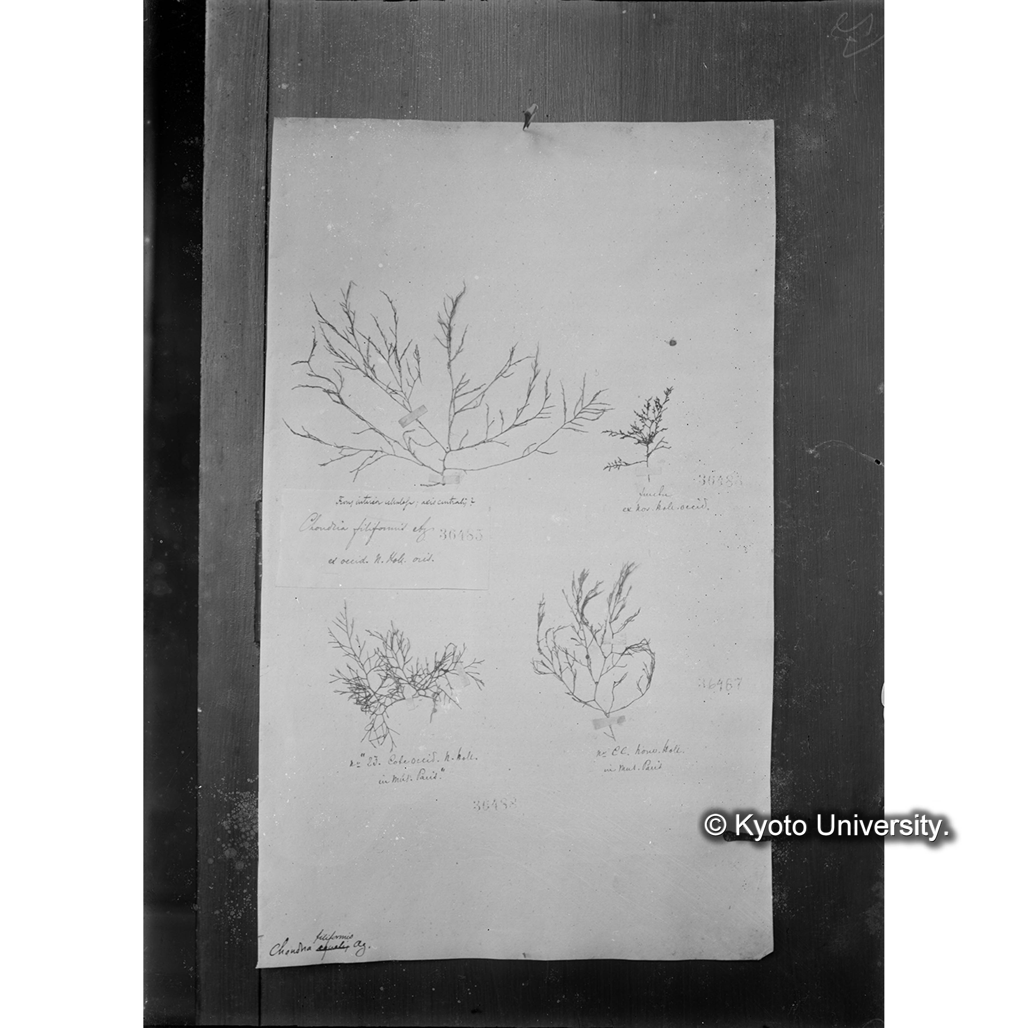 Laurencia (Chondria) filiformis J. Ag. / Herb. J. Ag. / 外遊二年　p.1474 （写真帳番号 83） (4)