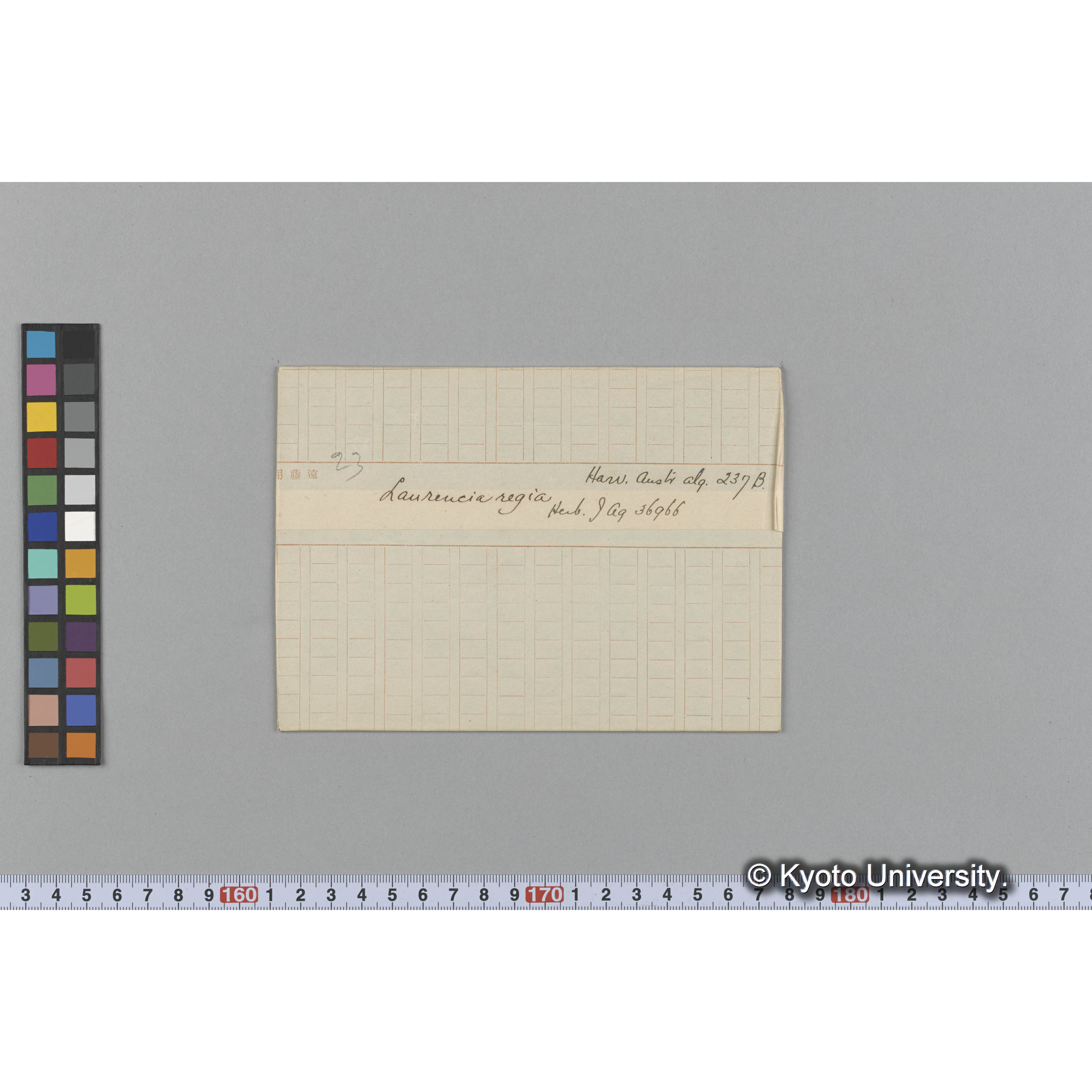 Laurencia regia / Herb. J. Ag. 36966. / Harv. Austr. Alg. 237B. （写真帳番号 85） (1)