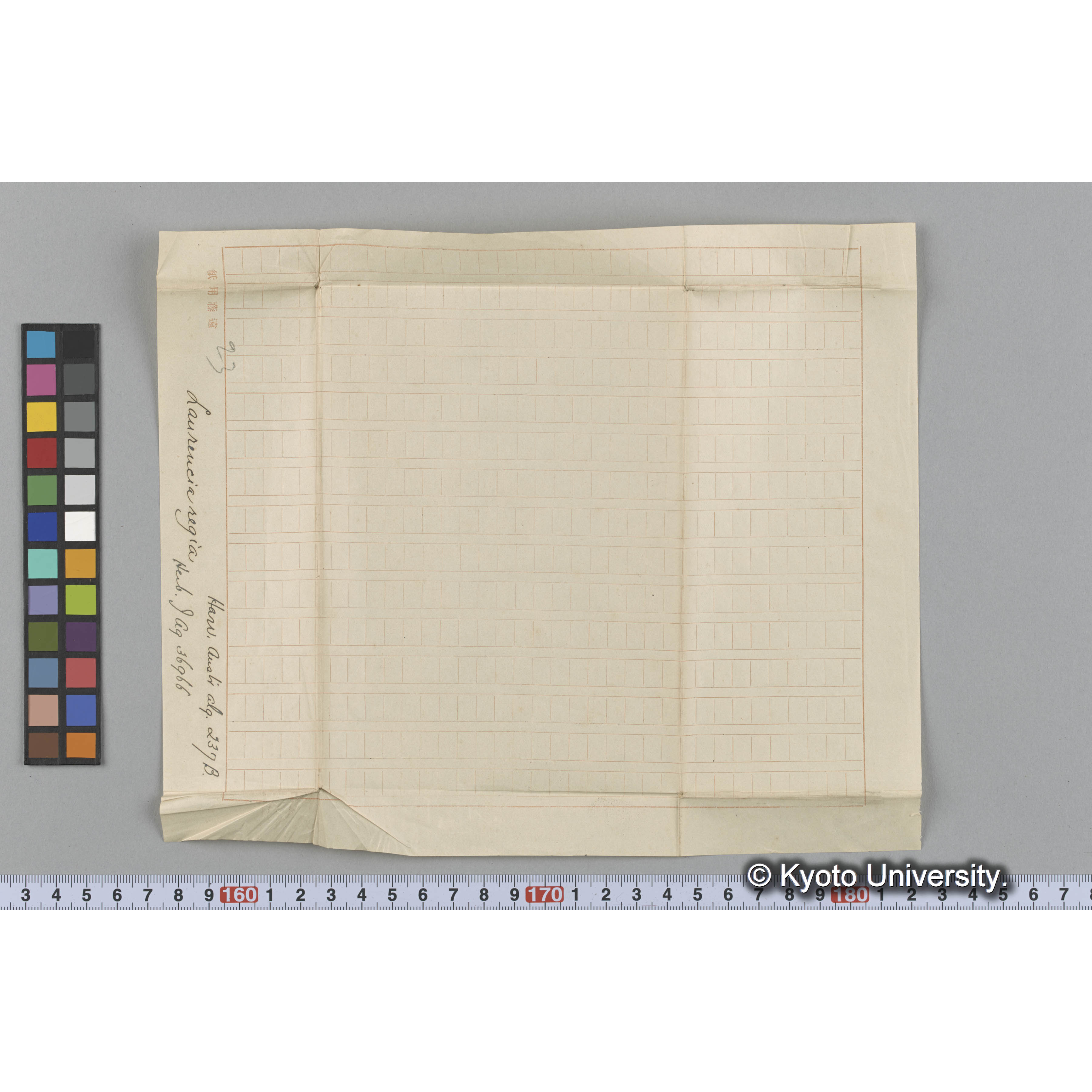 Laurencia regia / Herb. J. Ag. 36966. / Harv. Austr. Alg. 237B. （写真帳番号 85） (3)