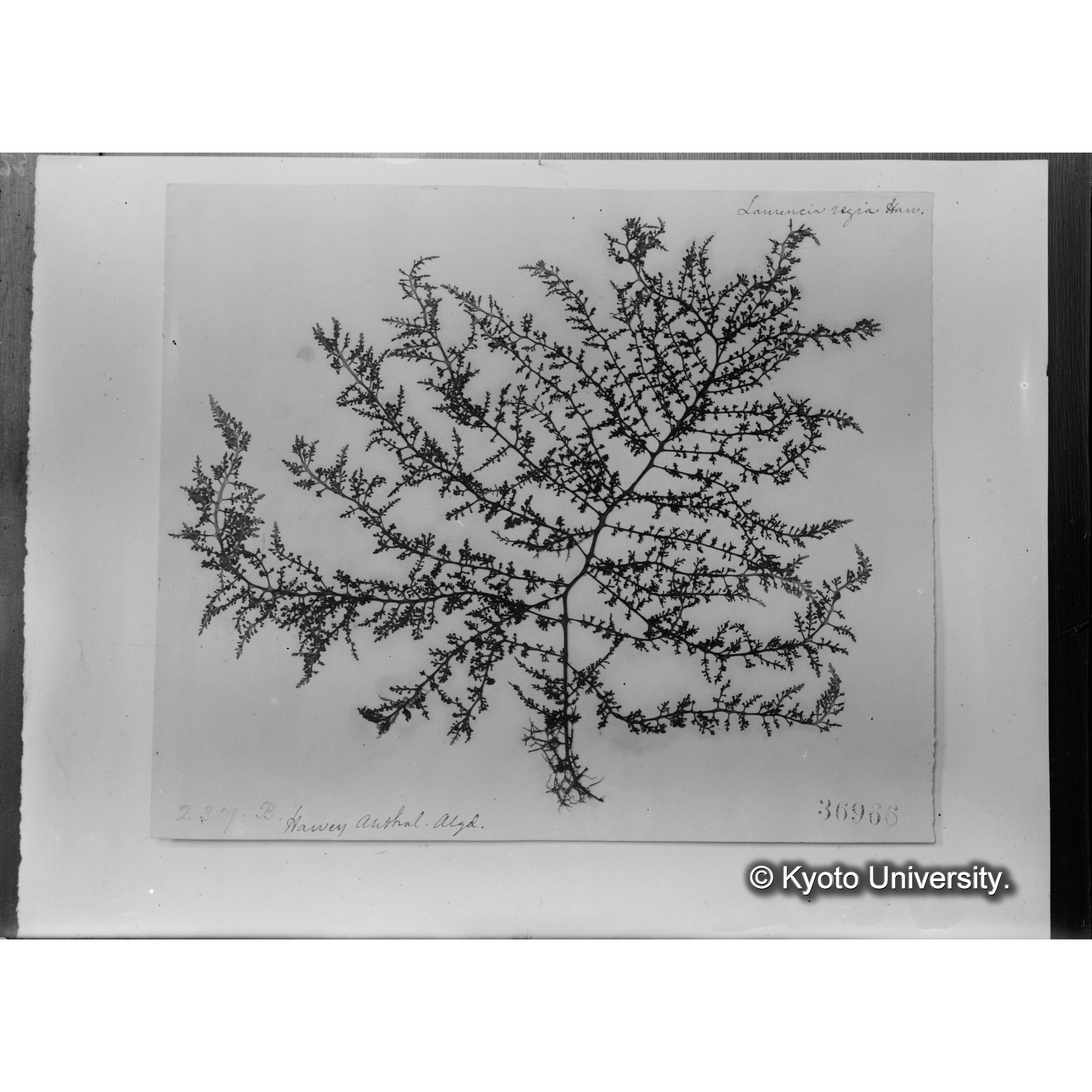 Laurencia regia / Herb. J. Ag. 36966. / Harv. Austr. Alg. 237B. （写真帳番号 85） (4)