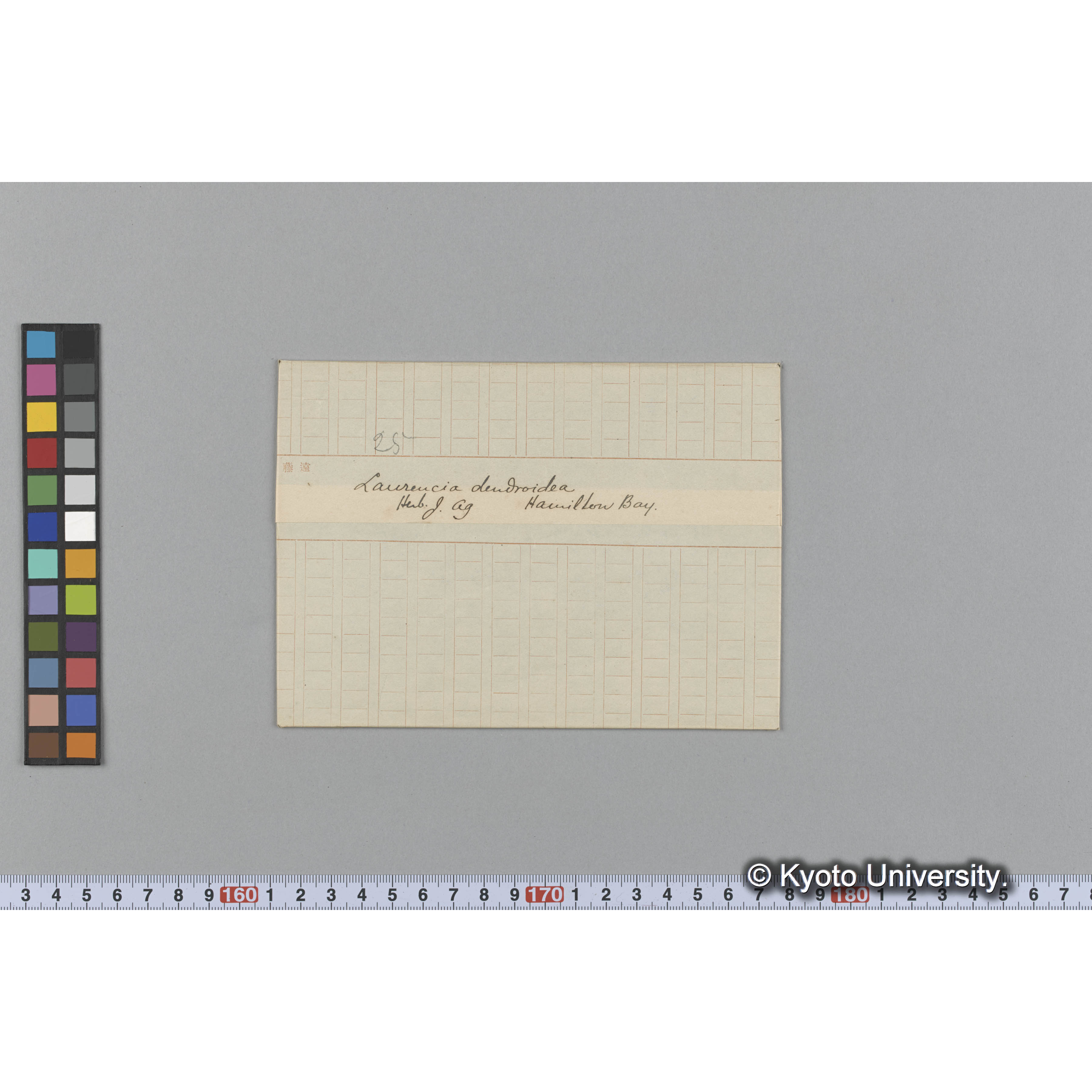 Laurencia dendroidea / Herb. J. Ag. / Hamilton Bay. （写真帳番号 80） (1)