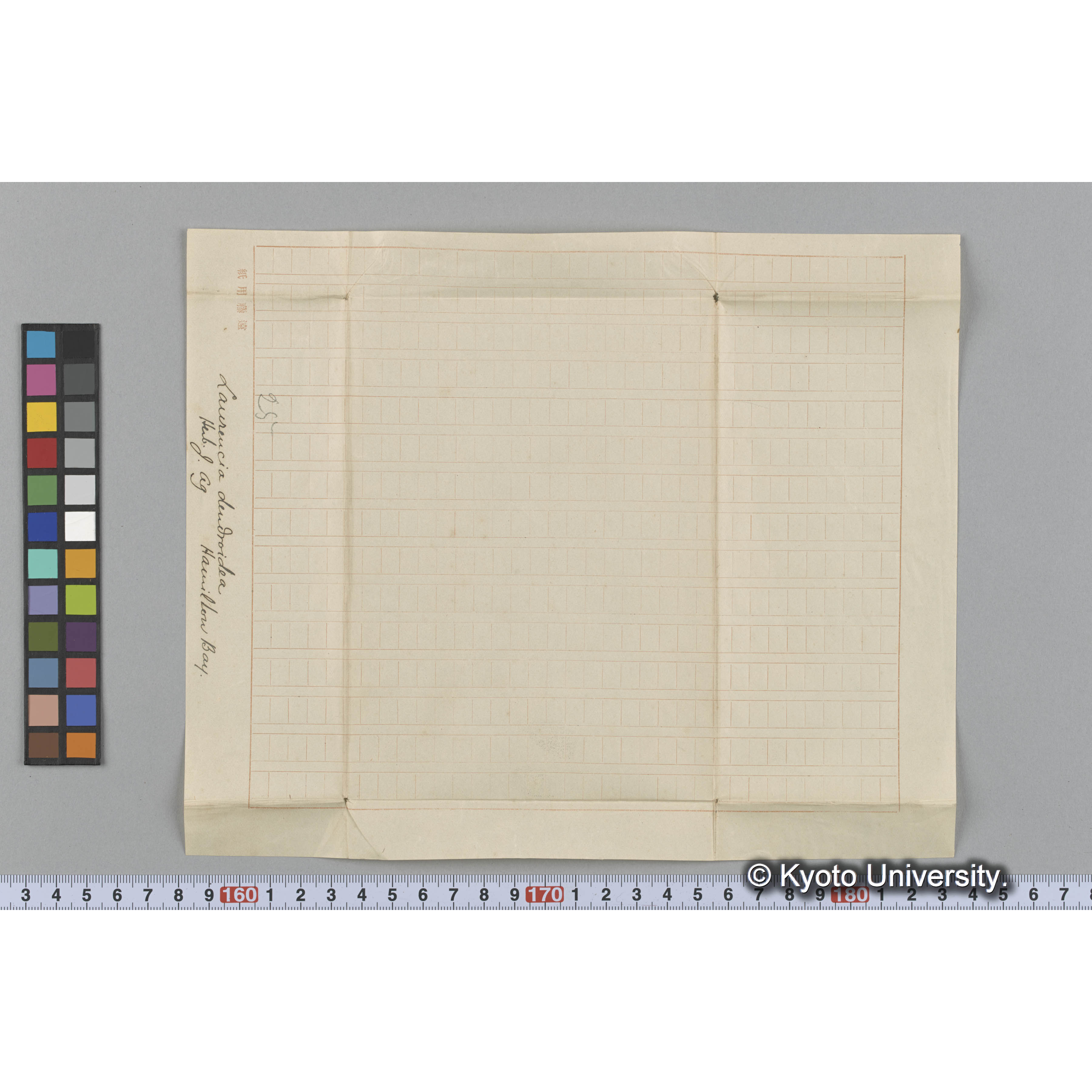 Laurencia dendroidea / Herb. J. Ag. / Hamilton Bay. （写真帳番号 80） (3)