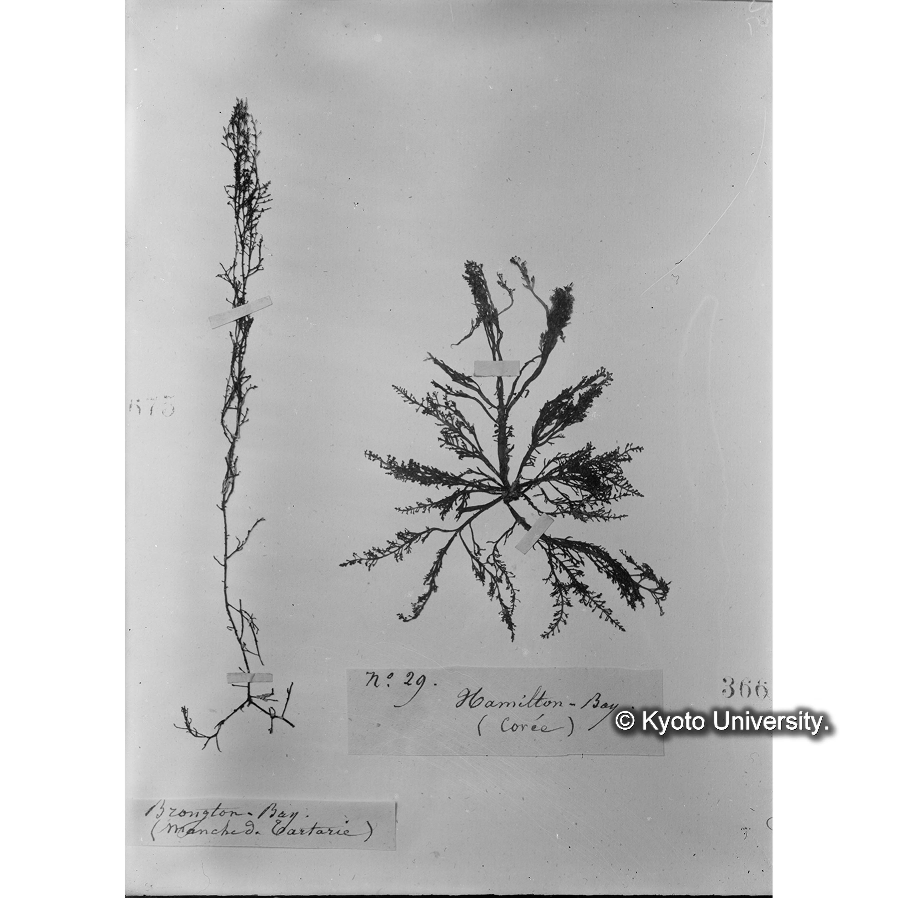 Laurencia dendroidea / Herb. J. Ag. / Hamilton Bay. （写真帳番号 80） (4)