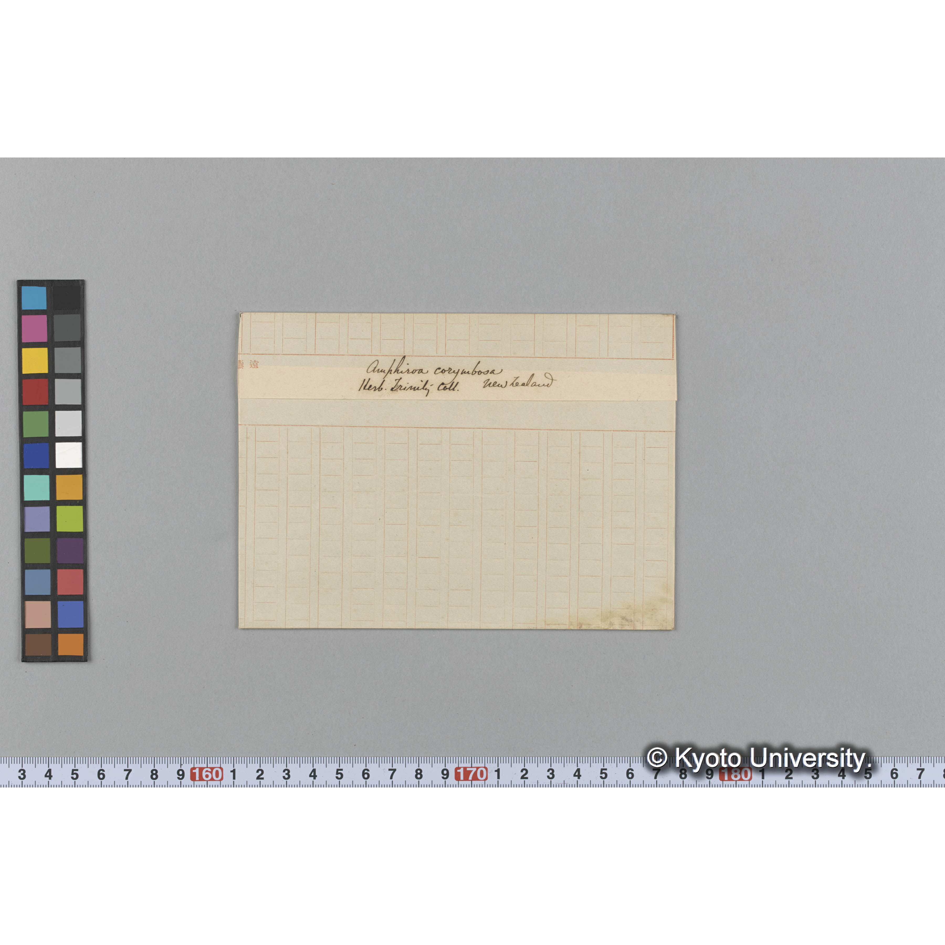 Amphiroa corymbosa / Herb. Trinity Coll. / New Zealand （写真帳番号 7） (1)