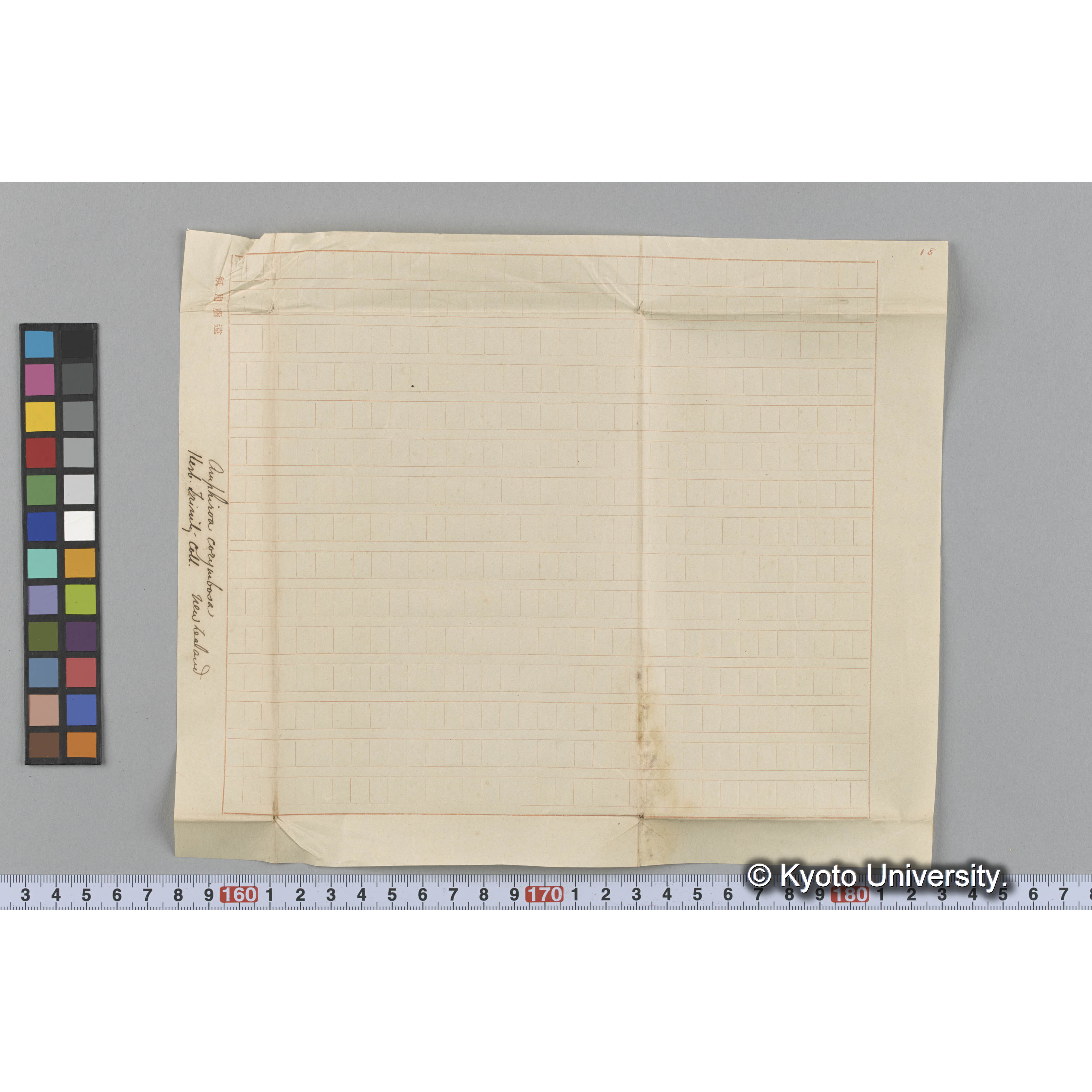 Amphiroa corymbosa / Herb. Trinity Coll. / New Zealand （写真帳番号 7） (3)