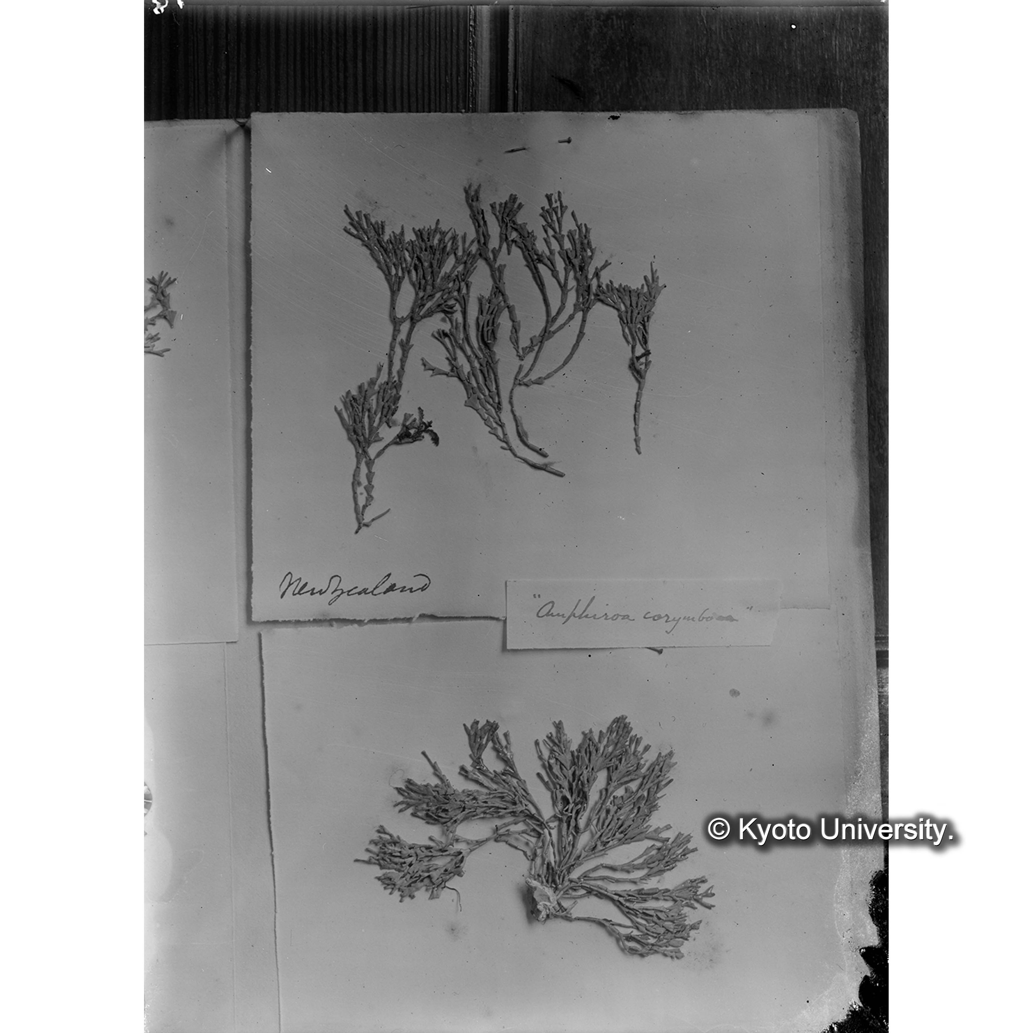 Amphiroa corymbosa / Herb. Trinity Coll. / New Zealand （写真帳番号 7） (4)