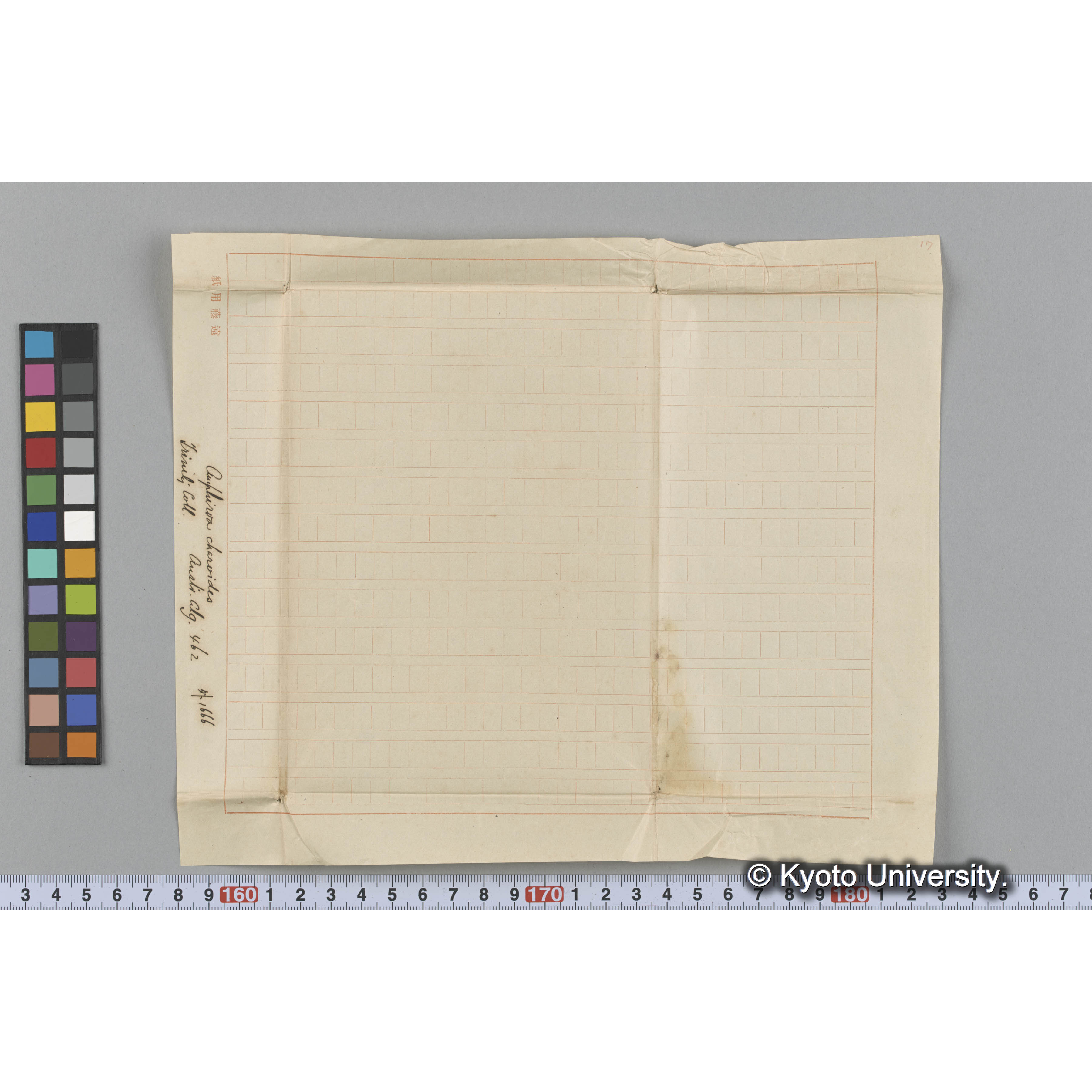 Amphiroa charoides / Trinity Coll. / Austr. Alg. 462 / 外 1666 （写真帳番号 6） (3)