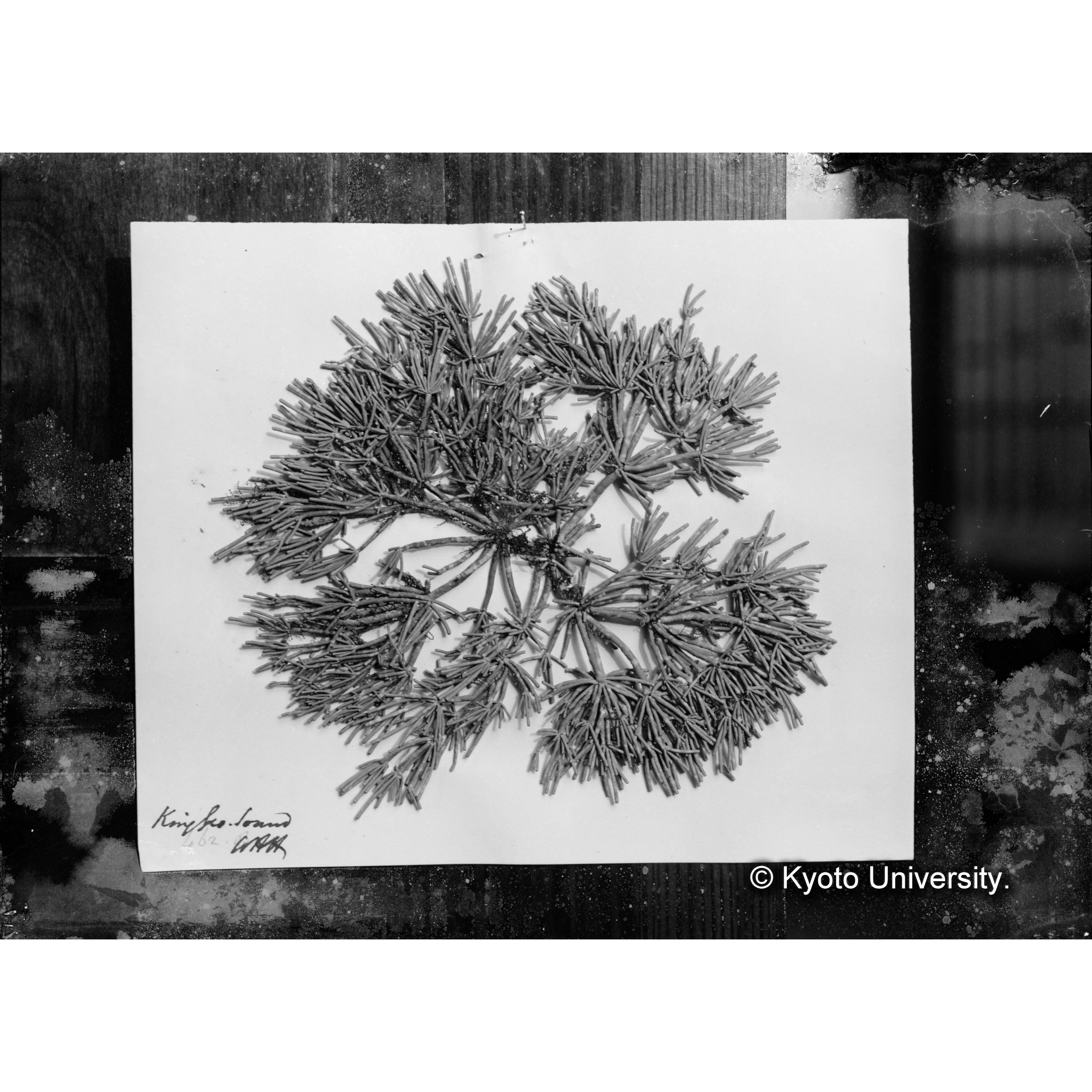 Amphiroa charoides / Trinity Coll. / Austr. Alg. 462 / 外 1666 （写真帳番号 6） (4)