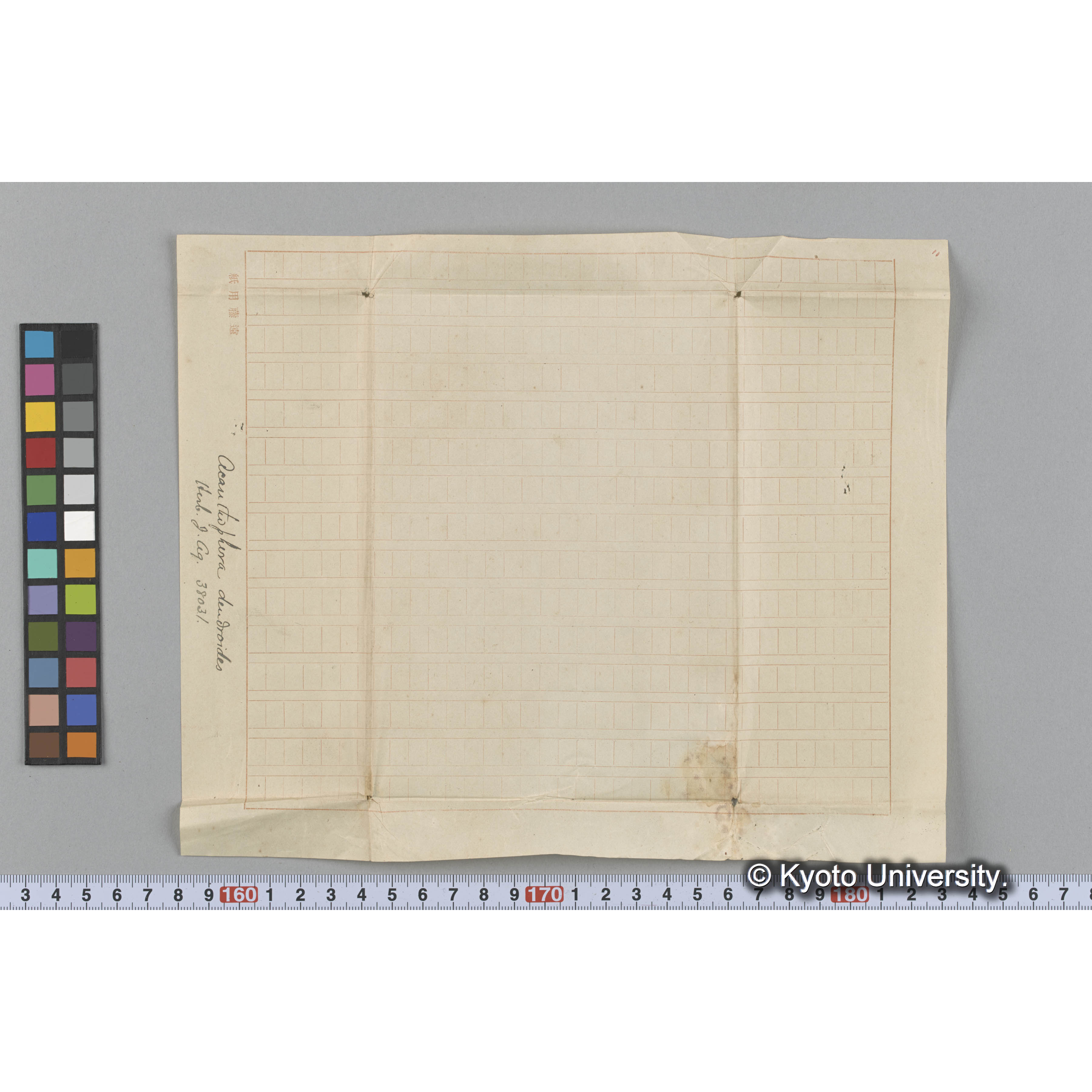 Acanthophora dendroides / Herb. J. Ag. 38031 （写真帳番号 1） (3)