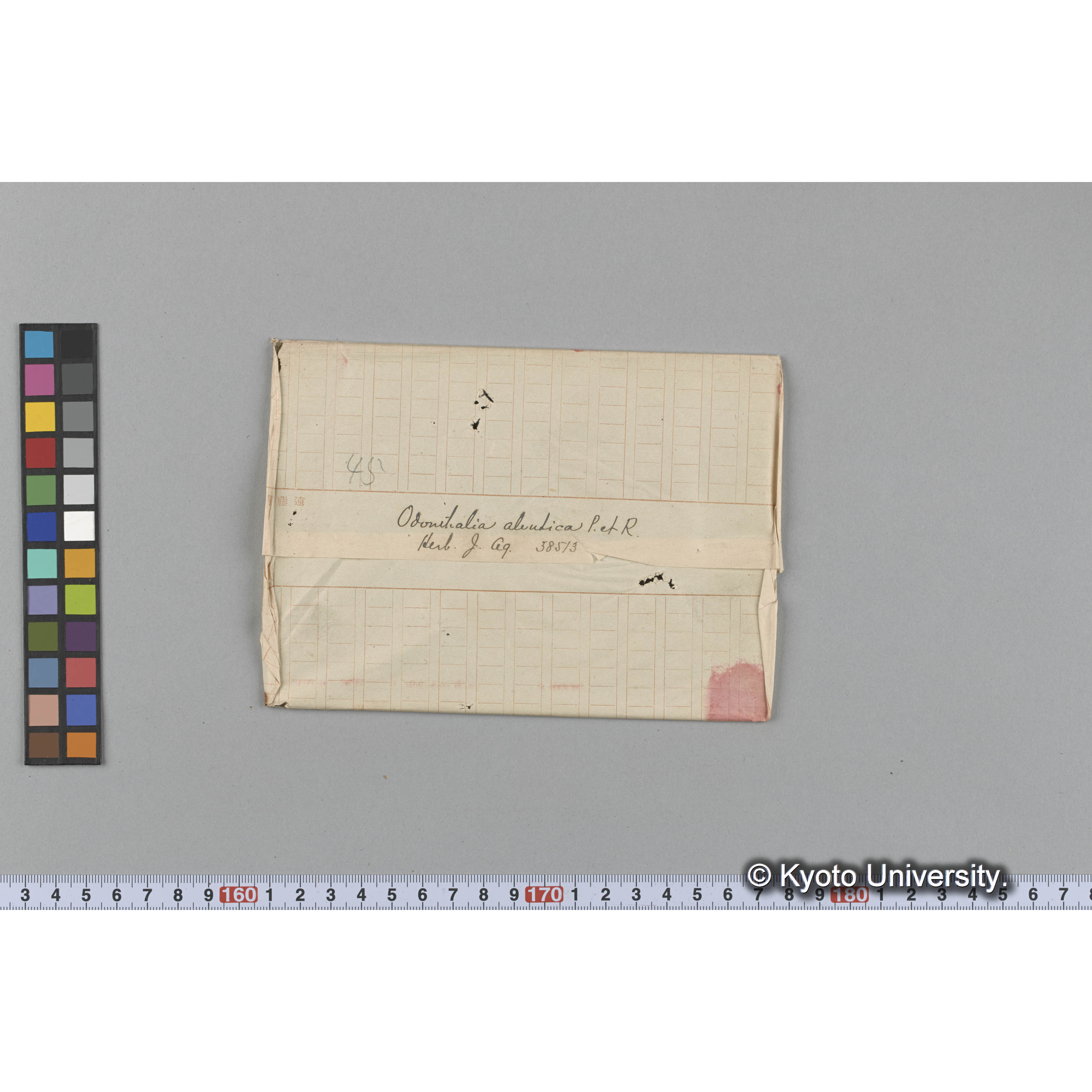 Odonthalia aleutica P. et R. / Herb. J. Ag. 38513 （写真帳番号 94） (1)