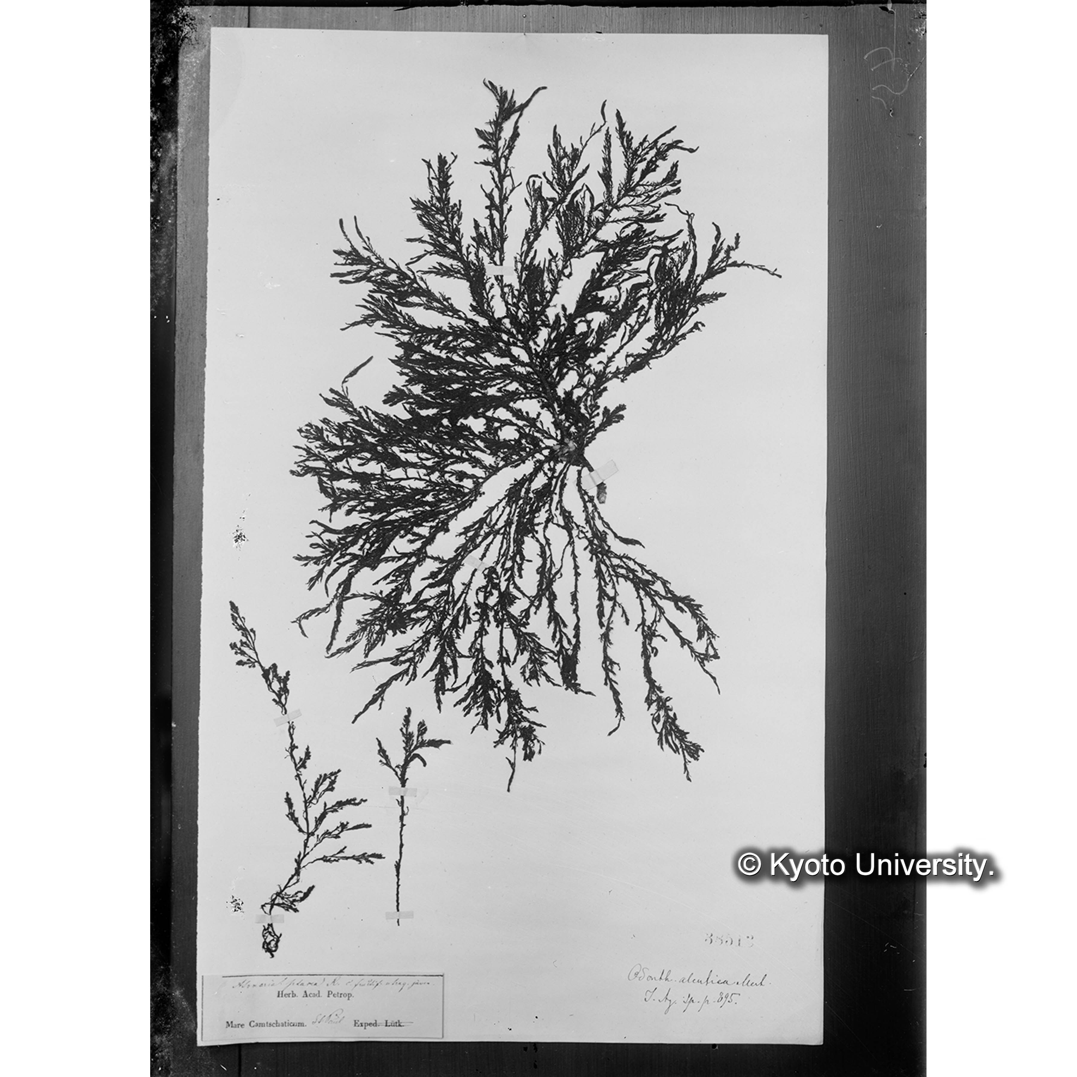 Odonthalia aleutica P. et R. / Herb. J. Ag. 38513 （写真帳番号 94） (4)