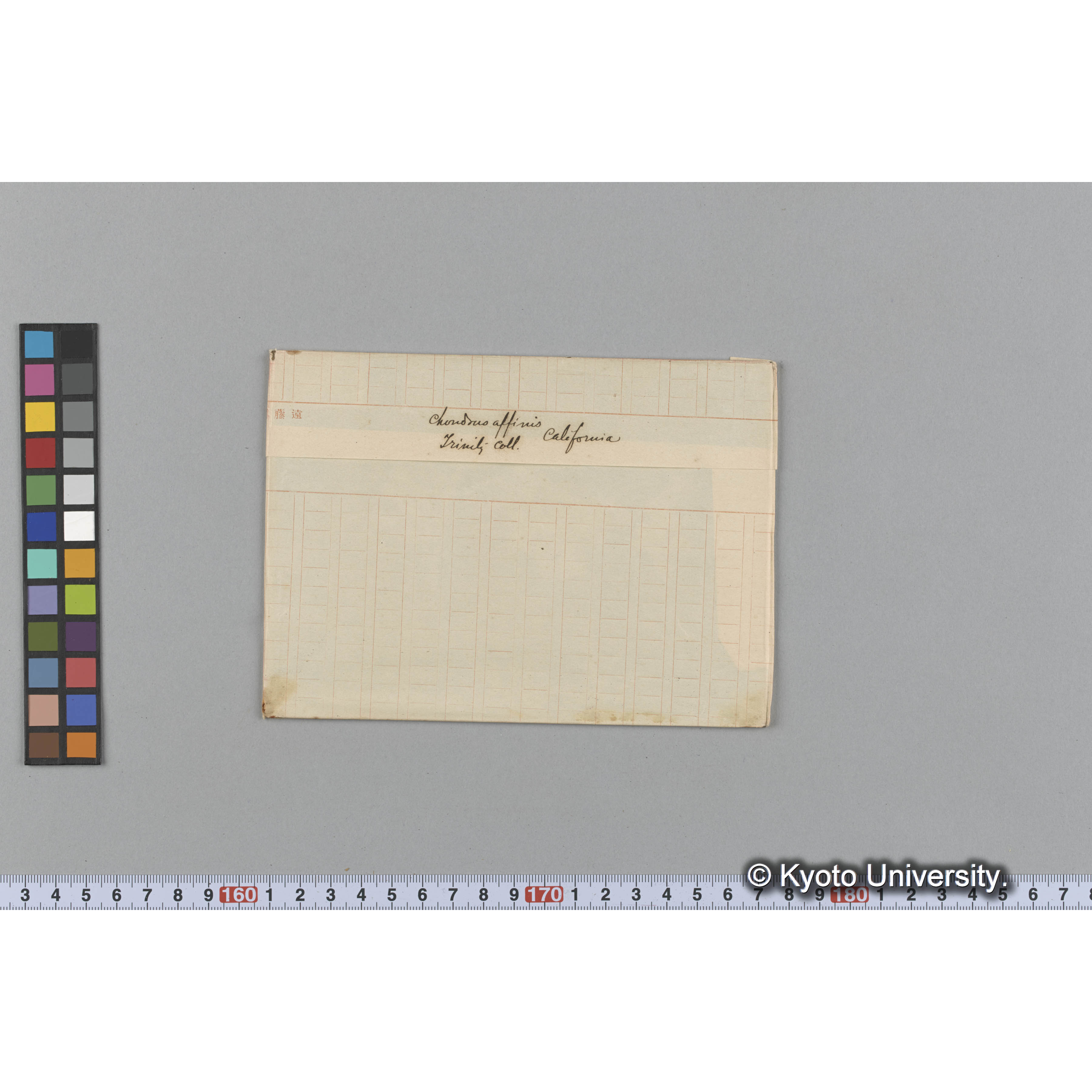 Chondrus affinis / Trinity Coll. / California （写真帳番号 26） (1)