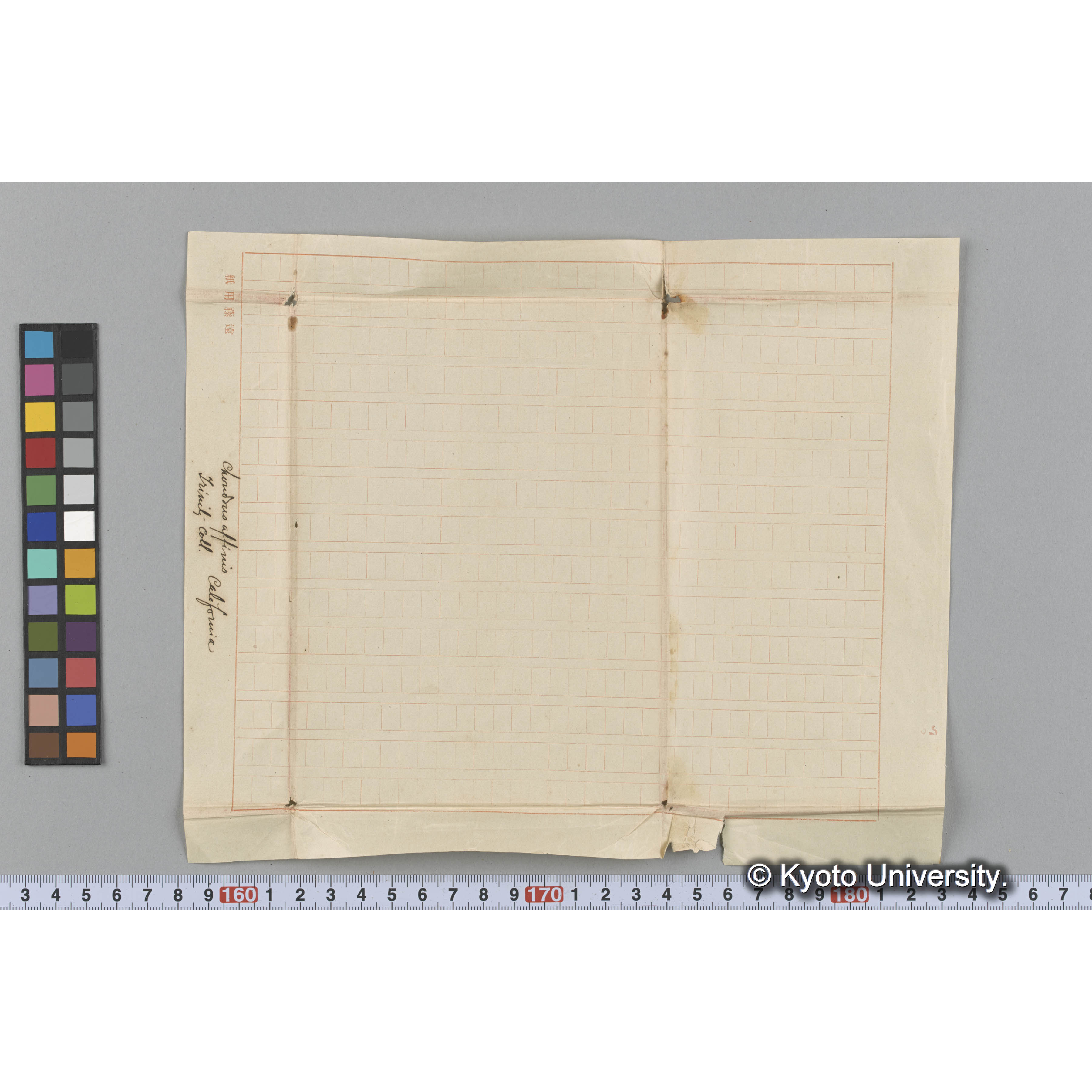 Chondrus affinis / Trinity Coll. / California （写真帳番号 26） (3)