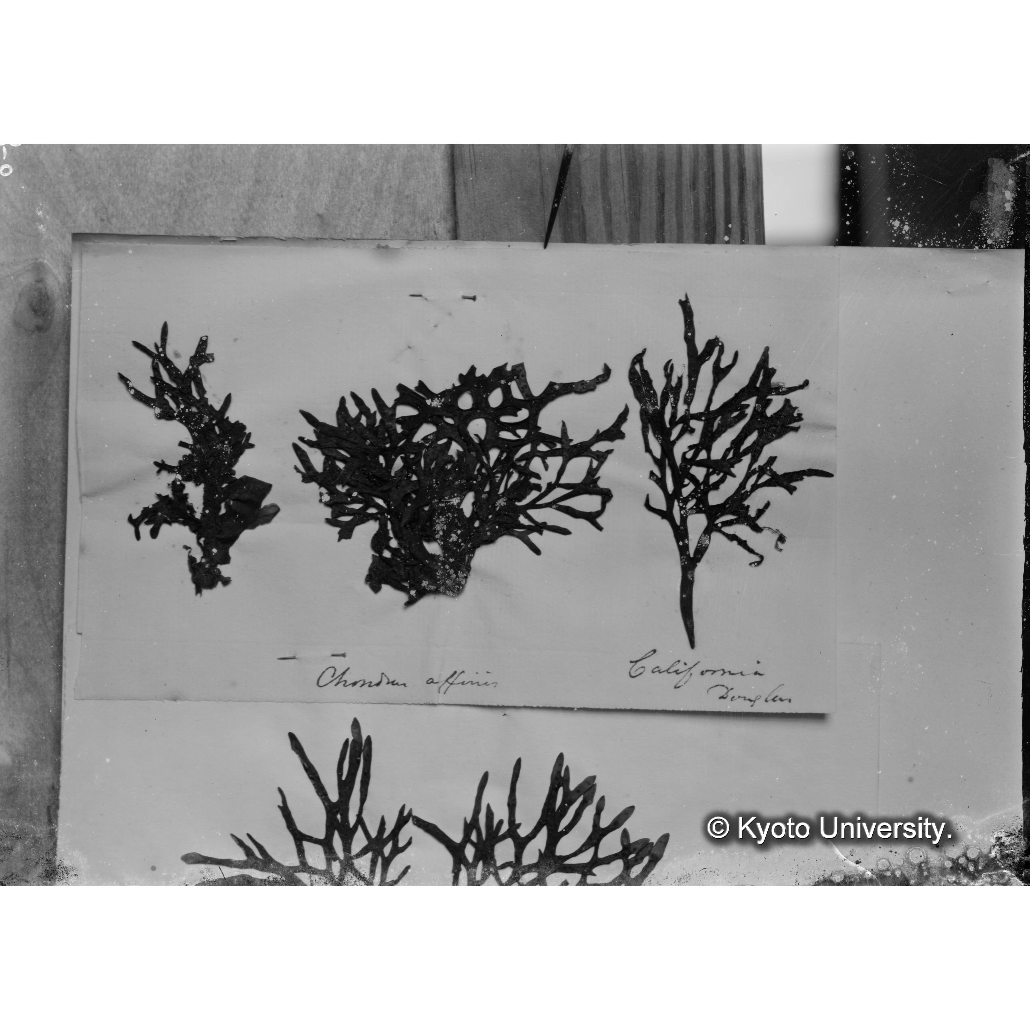 Chondrus affinis / Trinity Coll. / California （写真帳番号 26） (4)