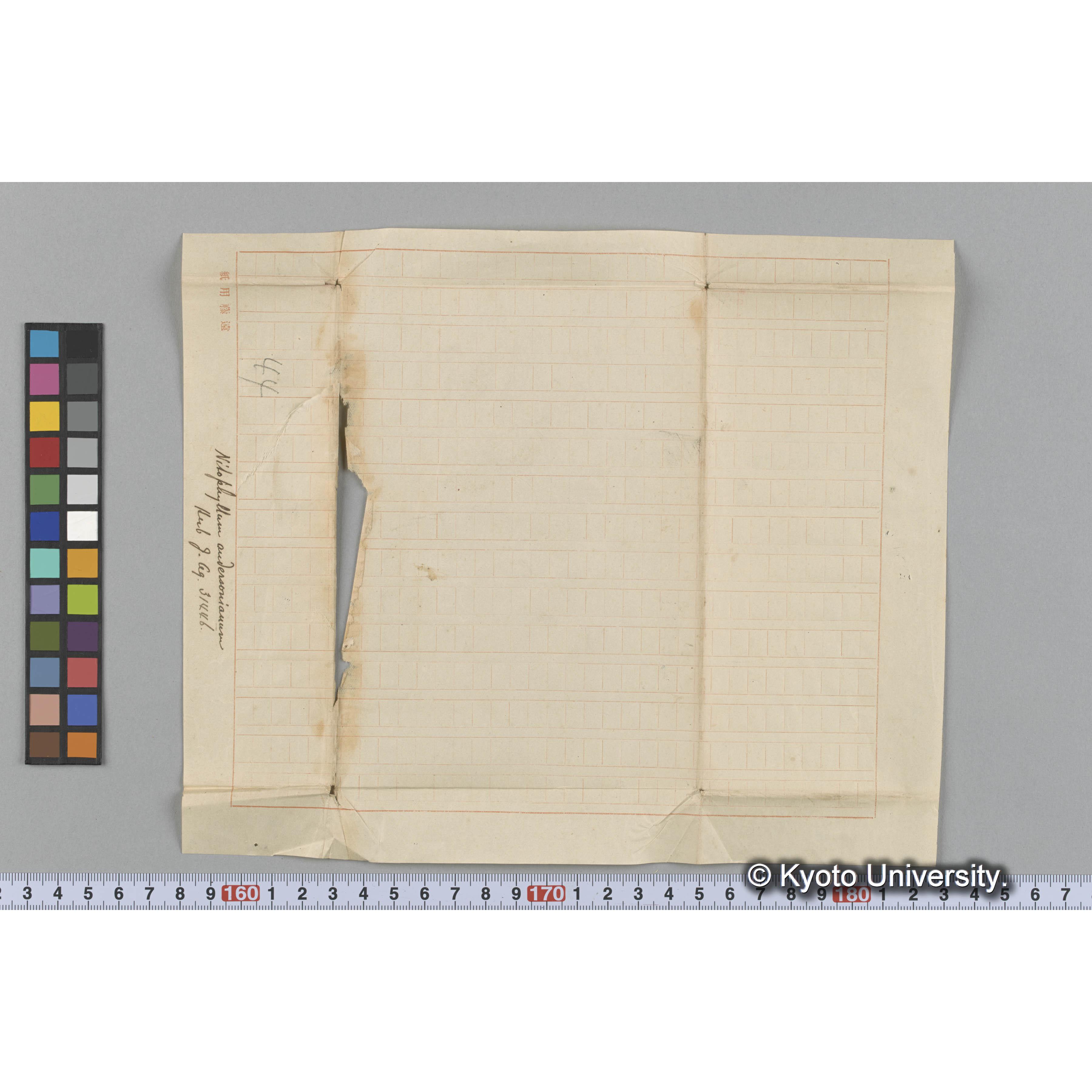 Nitophyllum andersonianum / Herb. J. Ag. 31446 （写真帳番号 92） (3)