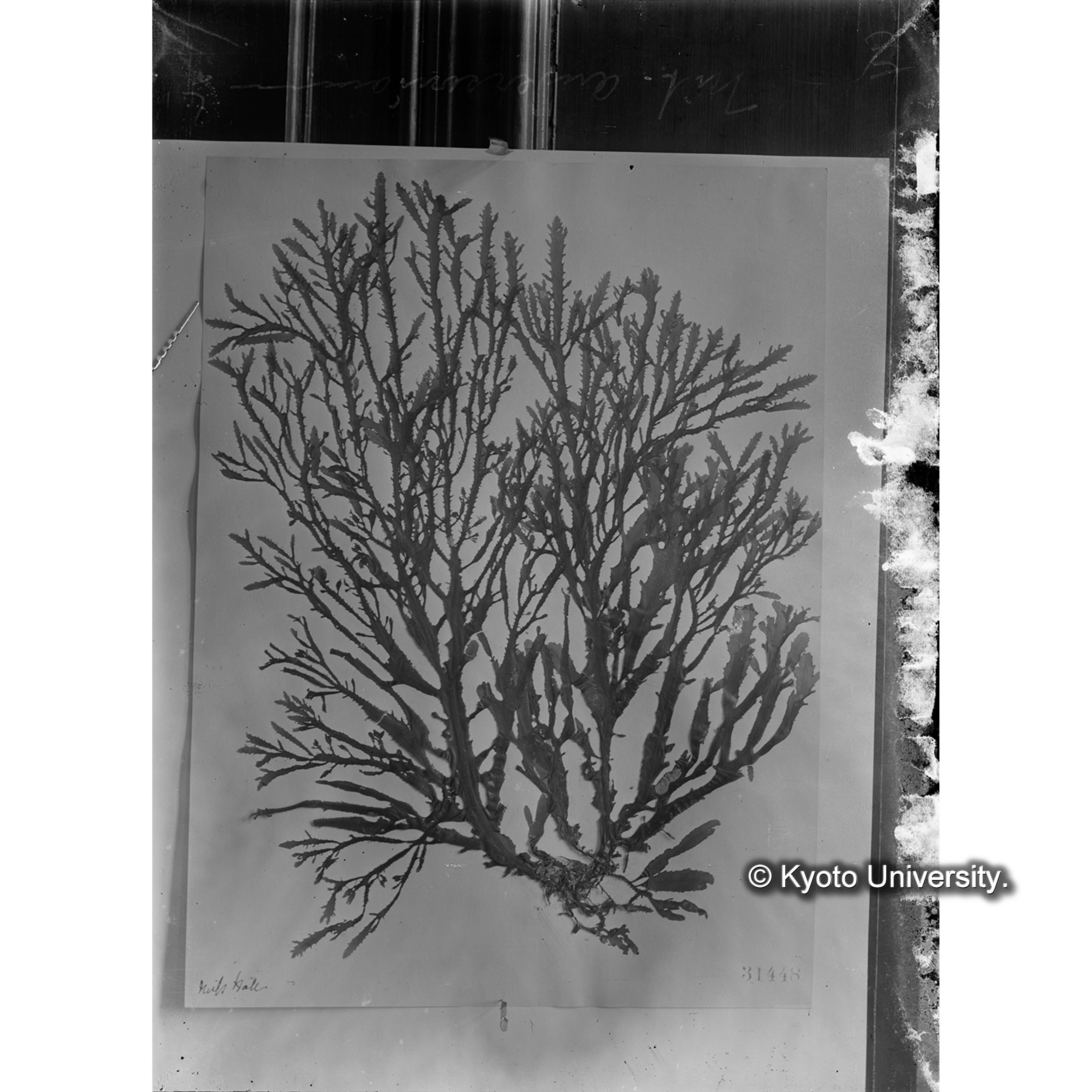 Nitophyllum andersonianum / Herb. J. Ag. 31446 （写真帳番号 92） (4)