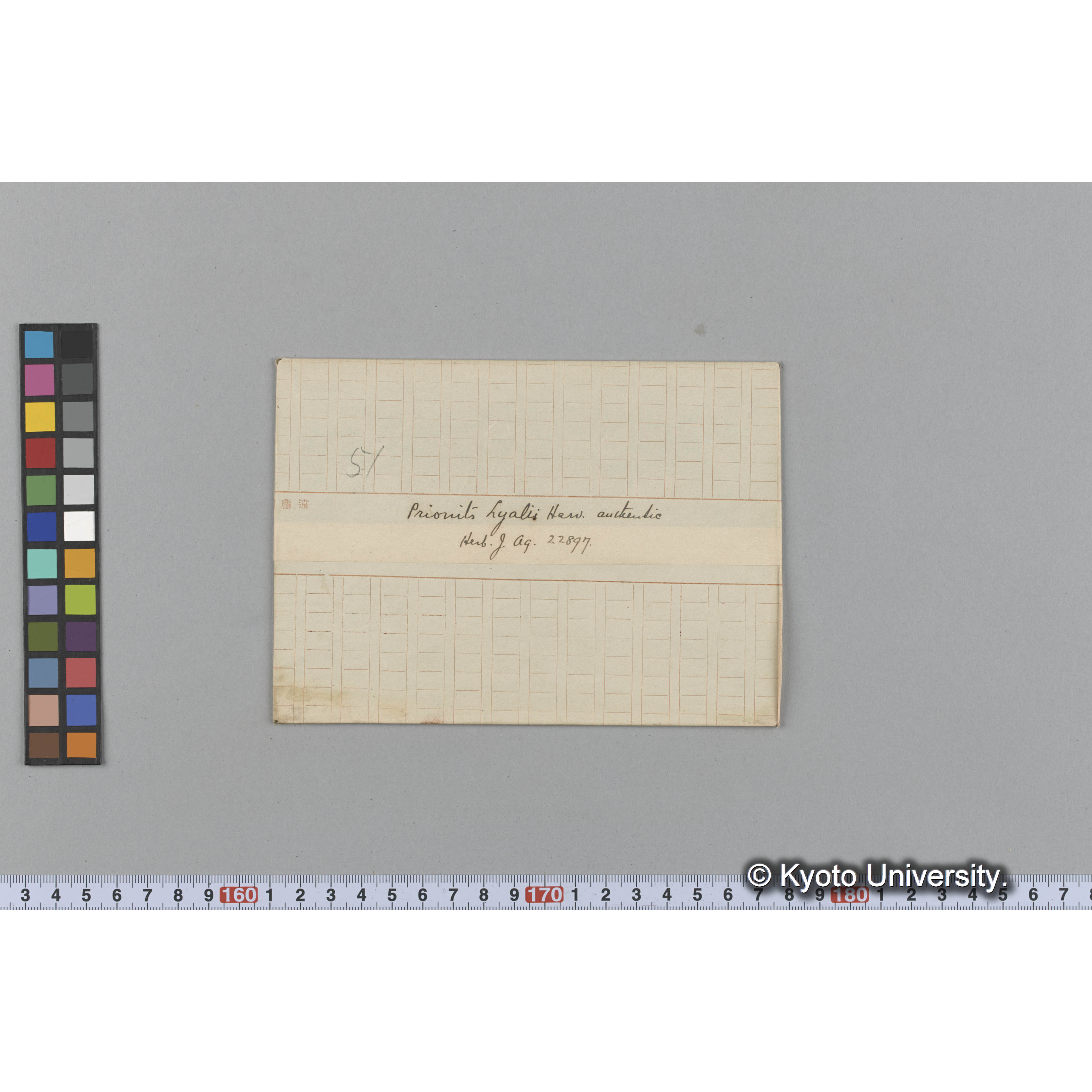 Prionits hyalii Harv. / Herb. J. Ag. 22897 / authentic （写真帳番号 100） (1)