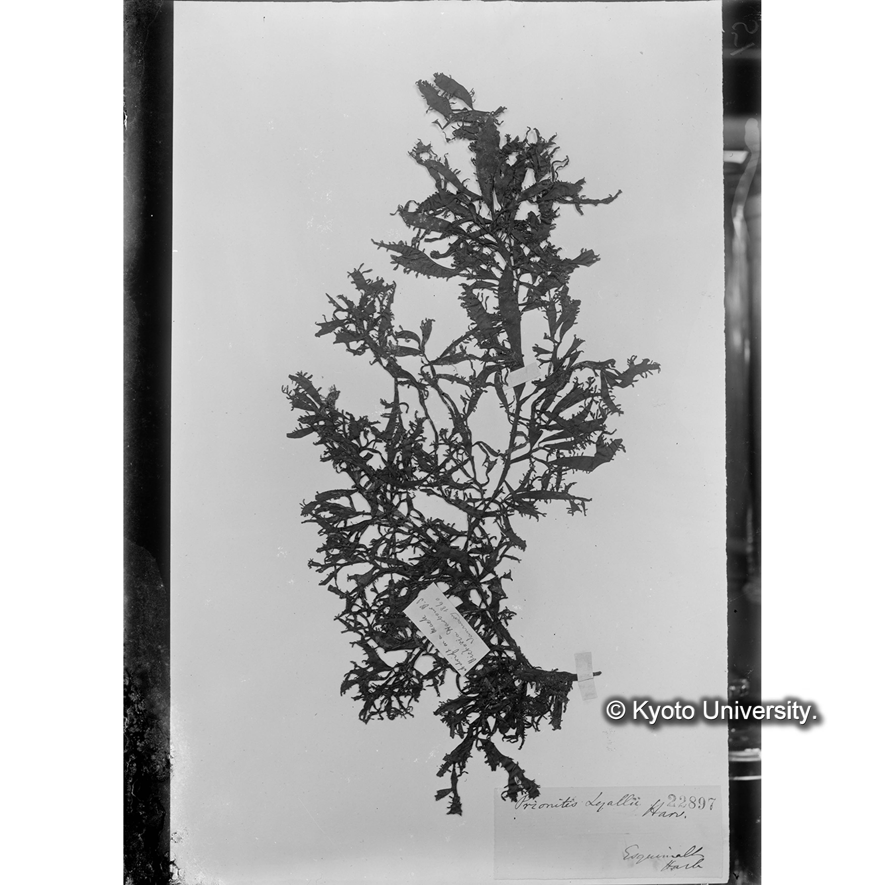 Prionits hyalii Harv. / Herb. J. Ag. 22897 / authentic （写真帳番号 100） (4)