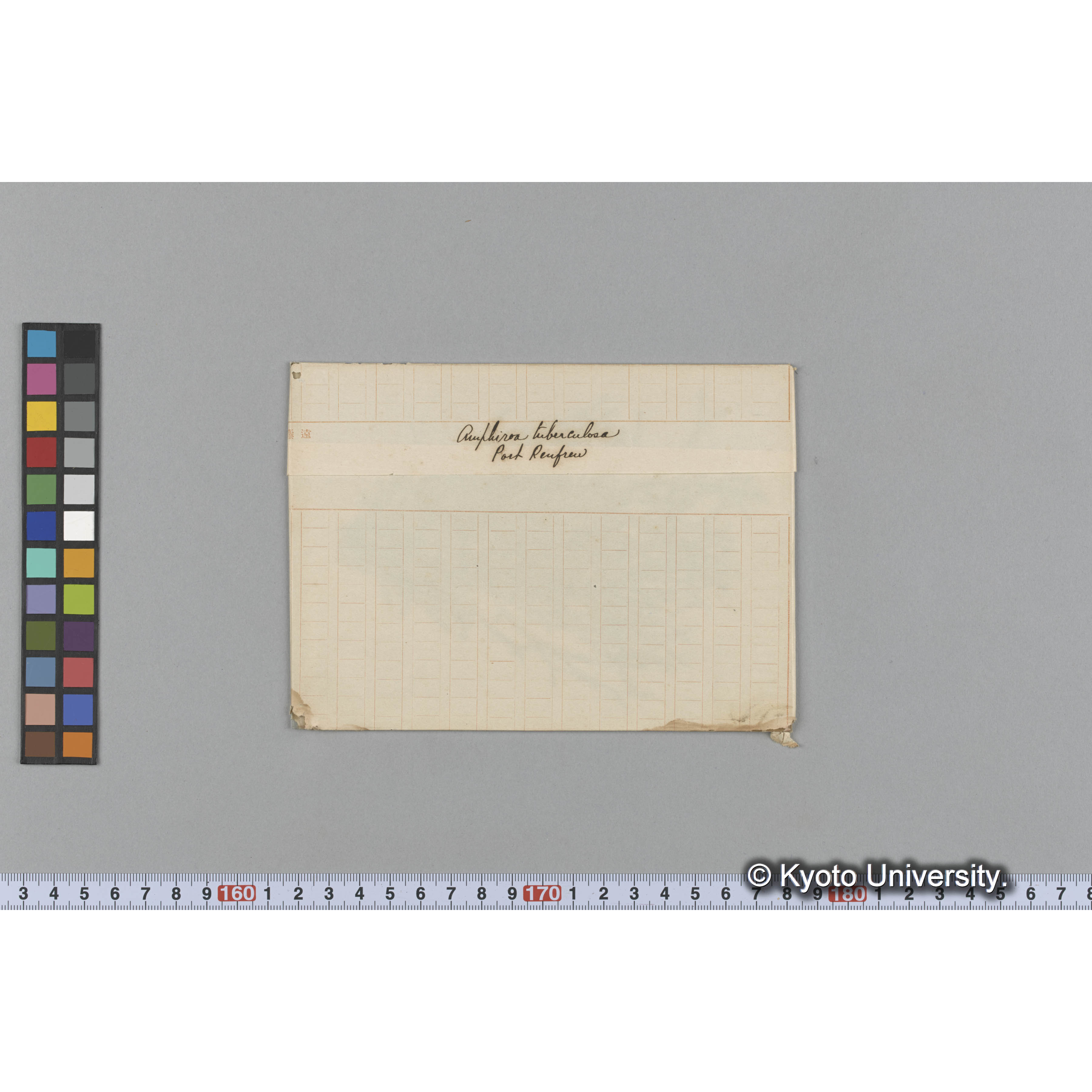 Amphiroa tuberculosa / Port Renfrew (1)