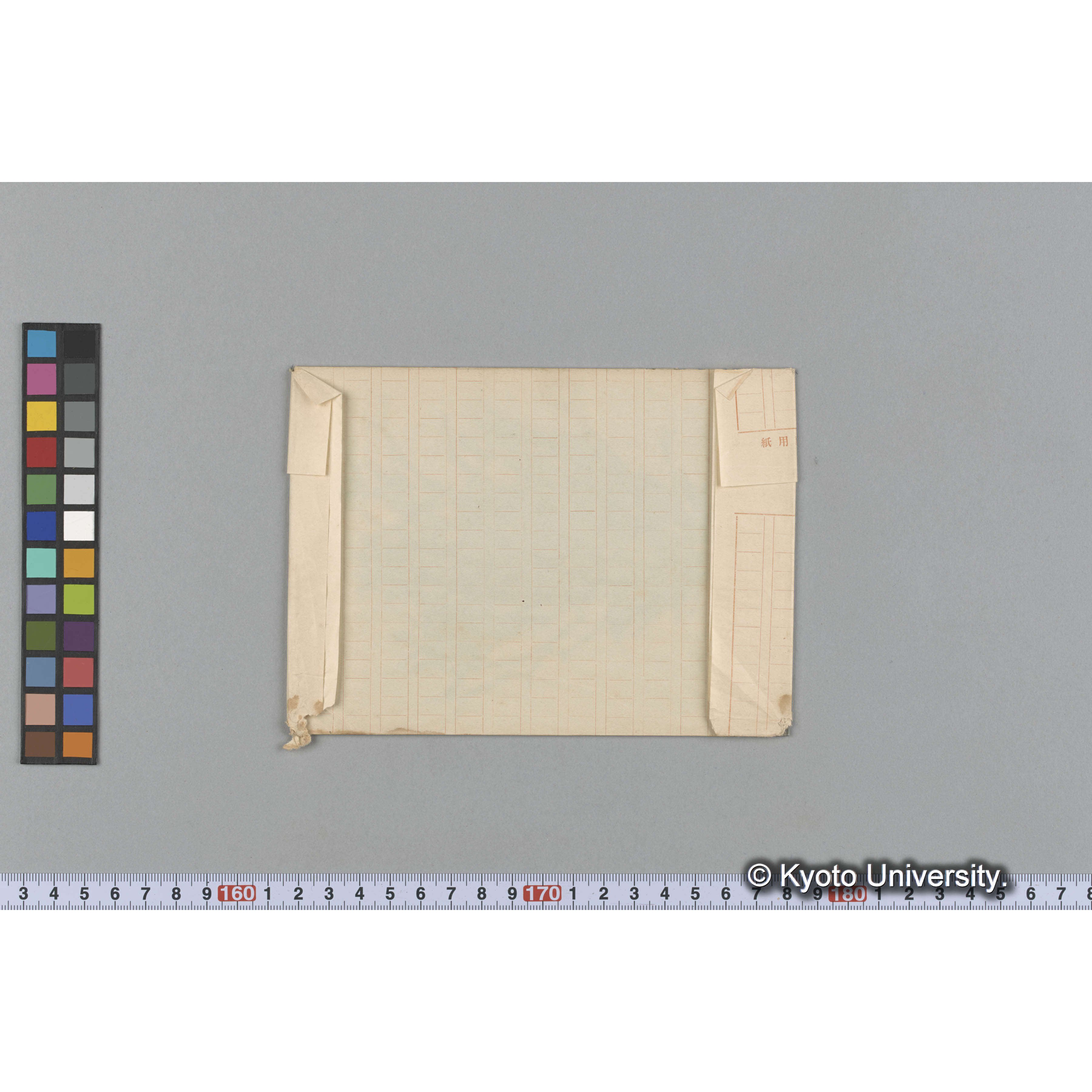 Amphiroa tuberculosa / Port Renfrew (2)