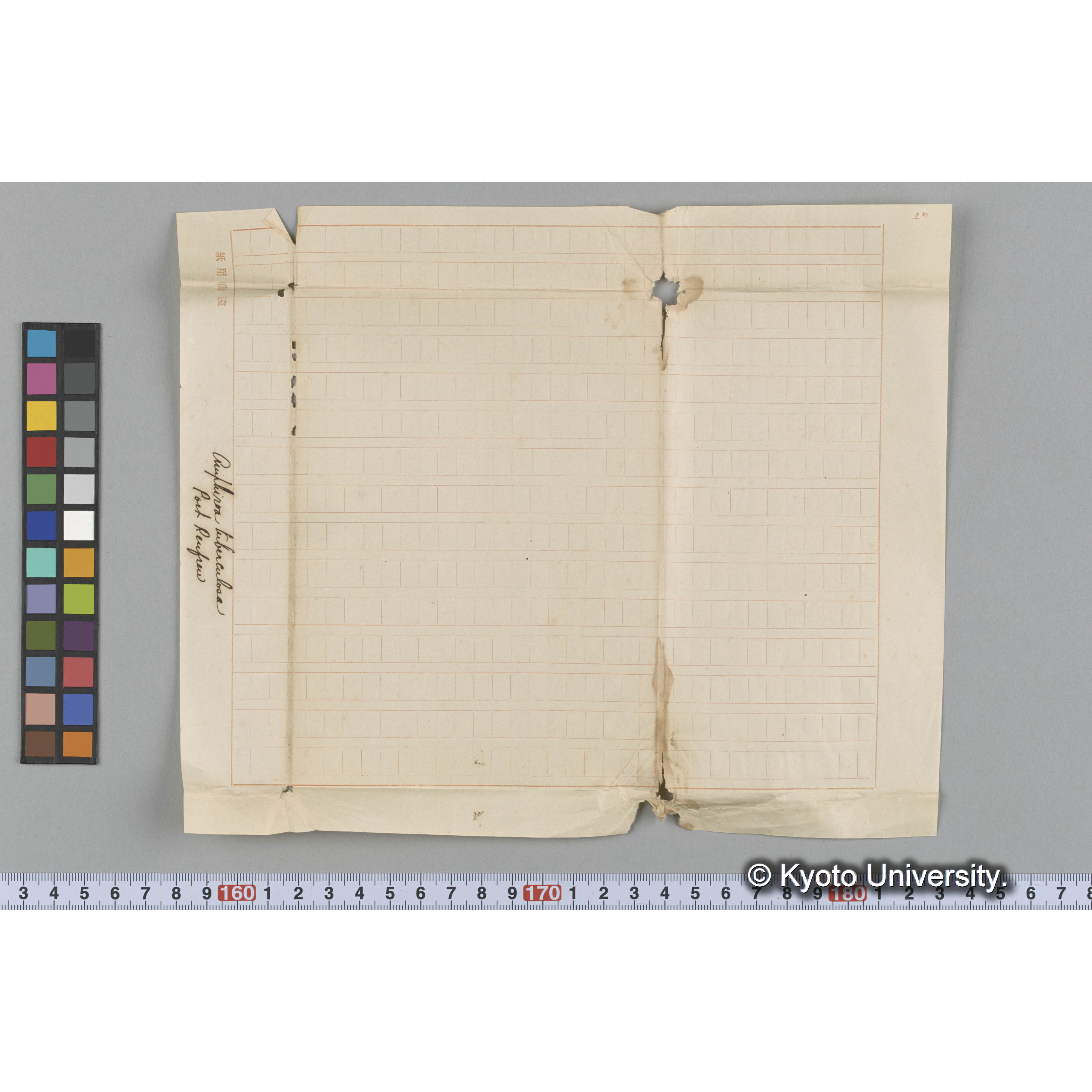 Amphiroa tuberculosa / Port Renfrew (3)